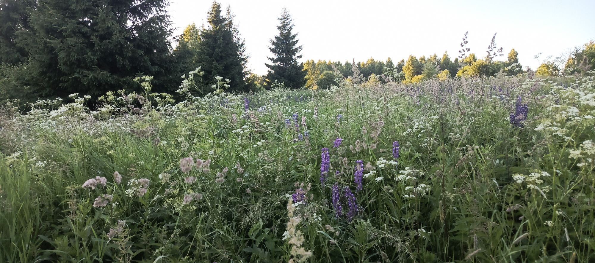 A wide, low-angle shot shows a lush meadow filled with a variety of wildflowers, including clusters of purple lupine, white Queen Anne's lace, and feathery grasses. In the background, a dense line of dark green evergreen trees dominates the left side of the frame, gradually thinning out to a lighter, sun-dappled forest edge on the right. The sky is a pale, clear blue with a hint of haze. The scene appears to be a natural, undeveloped area, possibly on the outskirts of Merchalovo, Russia, given the typical landscape found in such regions. There are no people or animals visible in the image. The overall impression is one of natural beauty and tranquility.