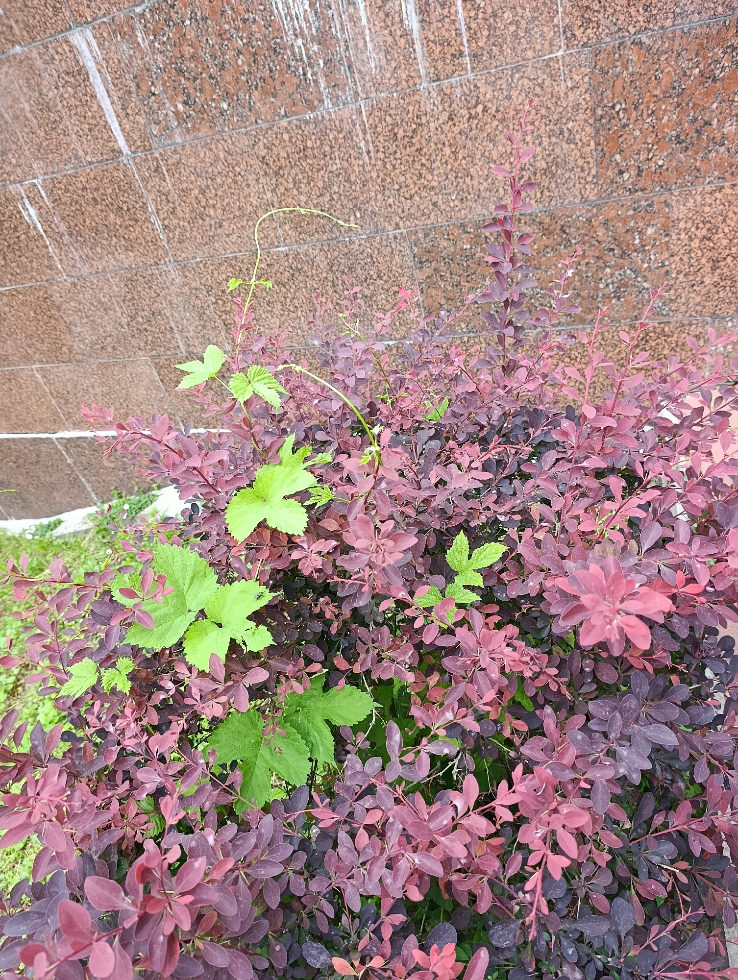 The image shows a close-up of a dense shrub with small, dark red-purple leaves. Interspersed within the shrub are a few larger, bright green leaves. The shrub is growing against a backdrop of a textured, reddish-brown brick wall, which appears to be part of an outdoor setting, possibly in the city of Brovary, Ukraine. The lighting suggests it is daytime, and the overall scene is one of natural growth in an urban environment. There are no people or animals visible in the image. The wall has a pattern of horizontal lines, indicative of brick courses, with some vertical streaks or stains running down it.