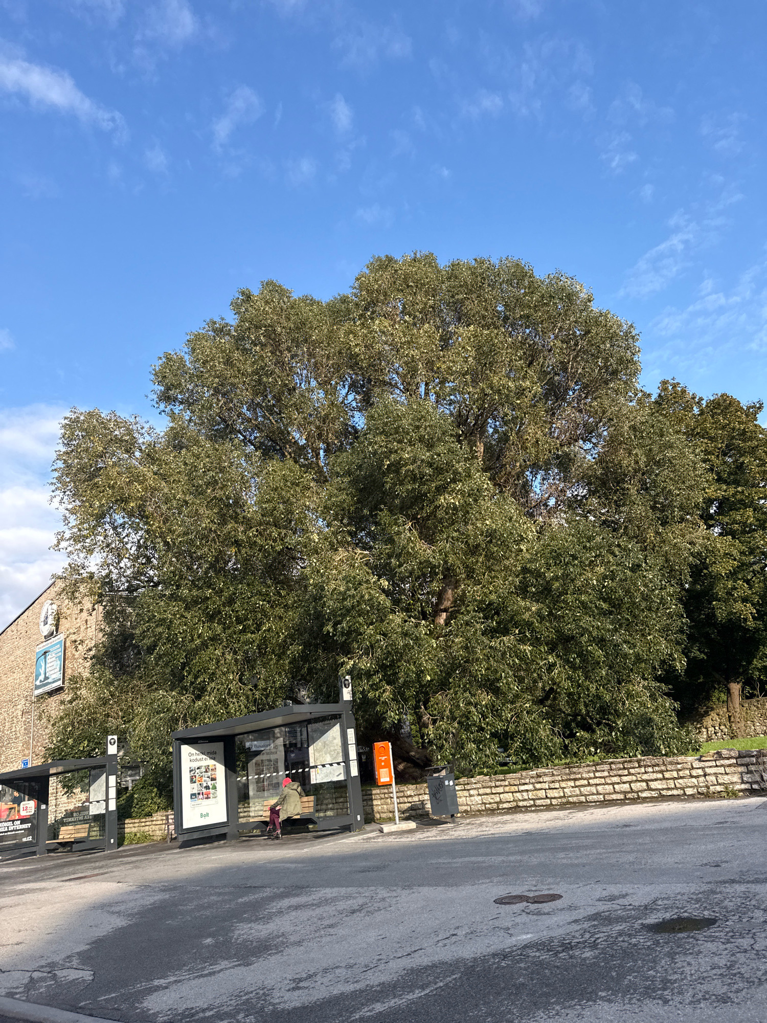 In Tallinn, Estonia, a street scene unfolds under a bright blue sky with scattered clouds. A large, mature tree with dense green foliage dominates the background, its branches reaching high. In front of the tree, a light-colored brick wall runs horizontally, separating the road from the elevated embankment.
Along the roadside, two bus shelters are visible. The shelter in the foreground is made of glass and metal, with a wooden bench inside. A single individual, wearing a green jacket and a pink beanie, is seated on the bench, facing away from the camera. Advertisements are displayed within the shelter's panels. To the left, another bus shelter, similar in design, is partially visible. Adjacent to the foreground shelter, a trash receptacle and an orange utility box stand.
The street in the foreground is paved with asphalt, showing signs of wear and some water puddles. A circular manhole cover is visible on the road surface. To the left of the bus shelters, a building with a stone facade is present, adorned with framed signage. The overall impression is a typical urban setting in daylight, with elements of public transport, nature, and civic infrastructure.