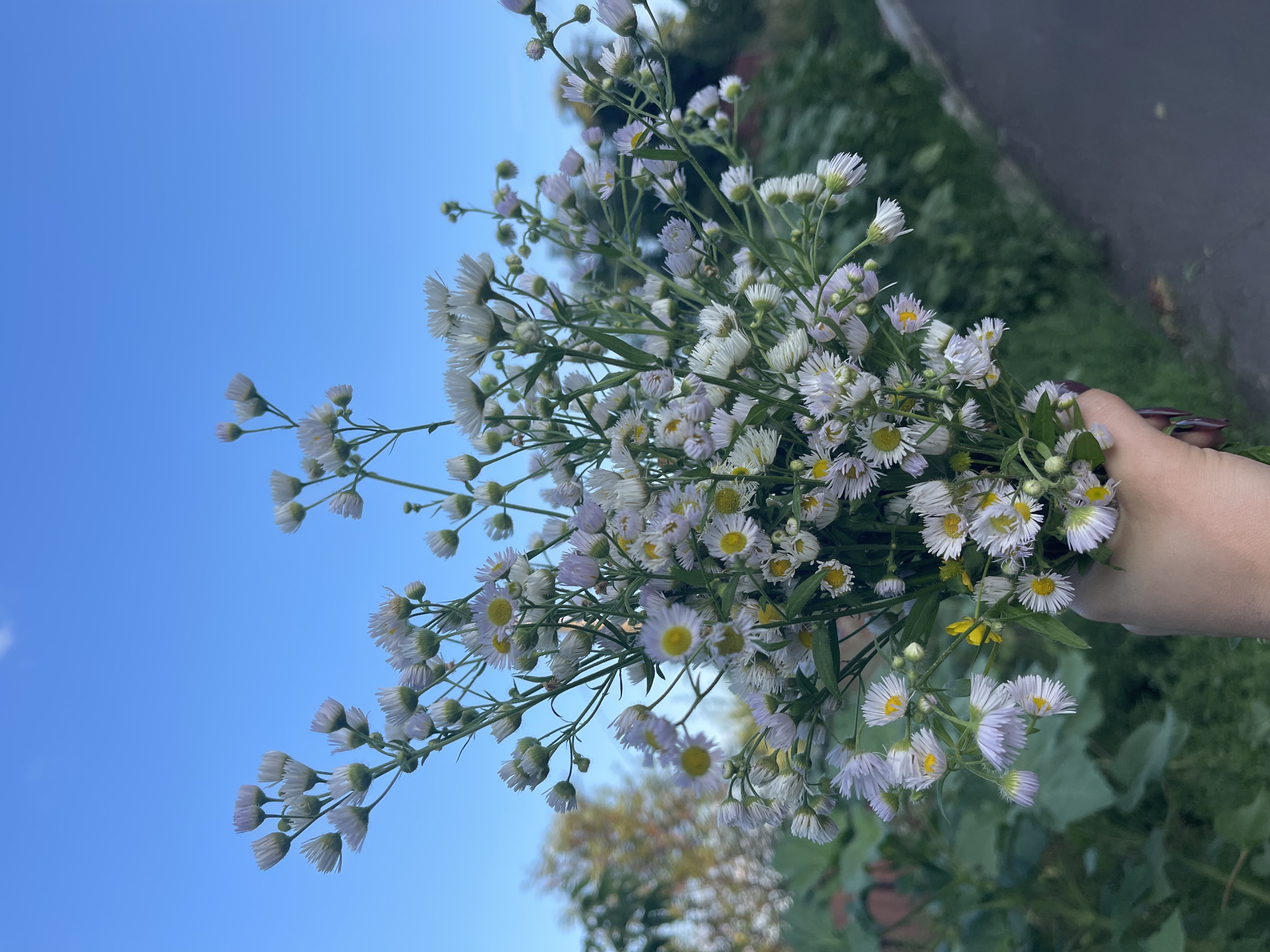 A bouquet of small white wildflowers with yellow centers is held by a person's hand. The flowers are varied in their bloom stage, with some fully open and others still in bud. The bouquet is positioned against a backdrop of a clear blue sky and blurred green foliage, suggesting an outdoor setting. The lighting indicates it is daytime, likely late afternoon or early evening, given the soft light and the slight desaturation of colors. A dark, possibly paved surface is visible in the upper right portion of the image, hinting at a path or road. The overall mood is serene and natural. No text is visible in the image.