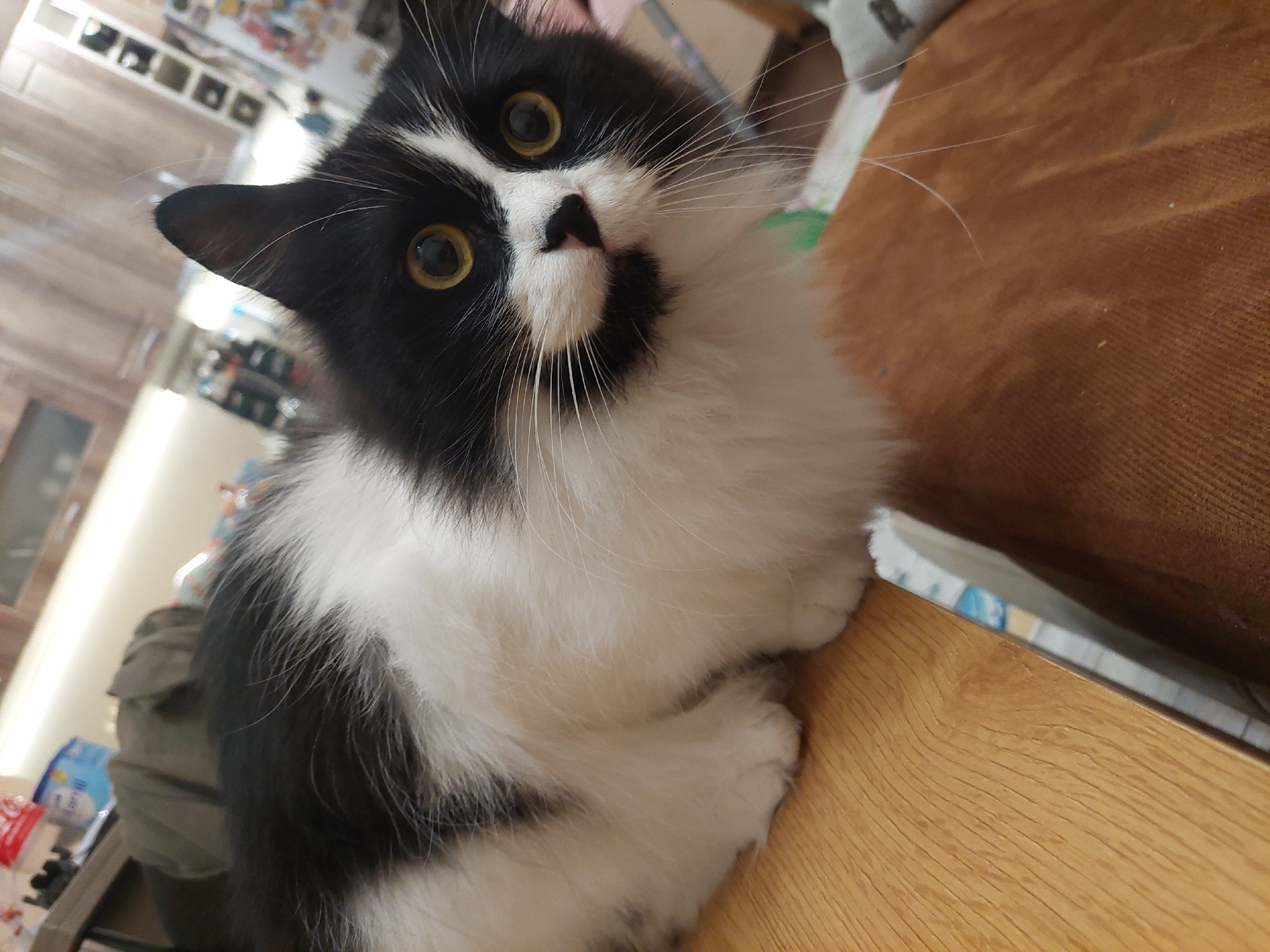 The image captures a charming black and white cat in a close-up shot within an indoor setting, likely a home in Plovdiv, Bulgaria. The cat, the sole subject, is seen resting on a light-colored wooden surface, positioned next to a section of a brown upholstered object, possibly a sofa or cushion.
The feline features a distinct tuxedo pattern, with its head, ears, and back covered in black fur, which strikingly contrasts with its fluffy white chest, belly, and paws. Its face is particularly expressive, showcasing large, round, amber-yellow eyes that are fixed directly on the camera with an alert and curious gaze. A small black nose sits above a white muzzle, which also bears a unique black patch directly below the nose. Long, delicate white whiskers fan out from either side of its muzzle.
The cat's fur appears soft and fluffy, suggesting a medium-long haired breed. Its head is tilted slightly, adding to its inquisitive expression. The photograph is taken from a slightly elevated perspective, bringing the cat's face and upper body into sharp focus. The background is softly blurred, providing subtle hints of a domestic interior, including what appears to be light-colored furniture, cabinets, or shelving units, and possibly a wooden floor in the distance. The lighting is even and gentle, illuminating the cat's features without creating harsh shadows. No visible text is discernible in the image.
