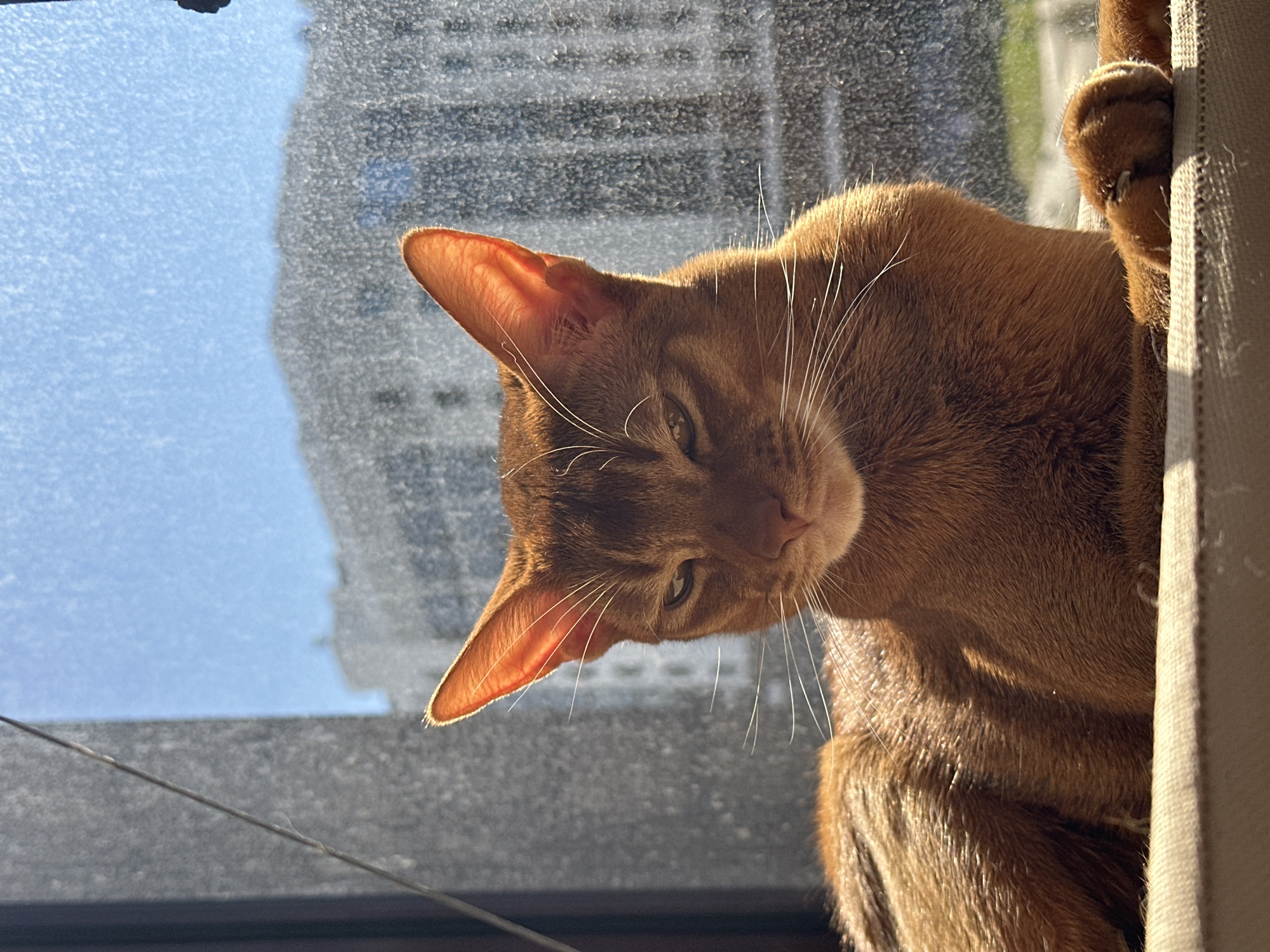 A close-up, sunlit, rotated view shows a ruddy Abyssinian cat peering down from a window ledge, appearing to be indoors. The cat's ears are illuminated, showing their thinness and internal structures. The cat is positioned near a beige-colored curtain or fabric, partially obscuring its body. The background is an indistinct view of what appears to be a city building with a hazy blue sky. A dark window frame runs across the bottom left.
