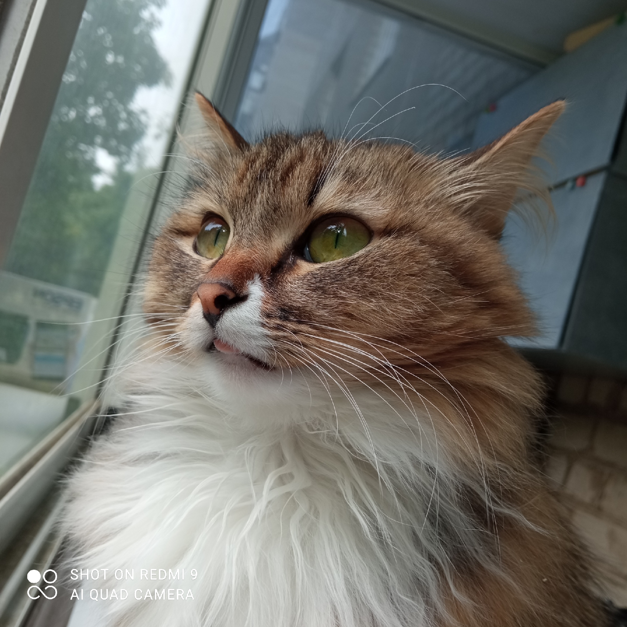 A close-up, eye-level shot captures a fluffy, long-haired cat intently looking out a window. The cat, likely situated indoors, occupies the majority of the frame, with its profile facing towards the upper left. It has striking emerald green eyes that are wide and focused, reflecting light from the outdoors. Its fur is a mix of brown and tabby markings on its head and ears, transitioning to soft white on its chest and muzzle. A small portion of its pink tongue can be seen peeking out, indicating a slight "blep." Long, prominent white whiskers fan out from its muzzle.
The background outside the window, visible on the left and top of the image, is blurred but shows green foliage, suggesting trees or bushes, and hints of a grey, possibly overcast, sky. The window frame itself, a light grey or white, runs vertically on the left and horizontally across the top. The indoor background behind the cat is dark and indistinct. Natural light illuminates the cat's face, highlighting the texture of its fur. The overall scene conveys a moment of calm curiosity, with the cat observing the world beyond its window in Chaikovsky, Russia.
In the bottom left corner, white text reads "SHOT ON REDMI 9" and "AI QUAD CAMERA," indicating the device used to capture the photograph.