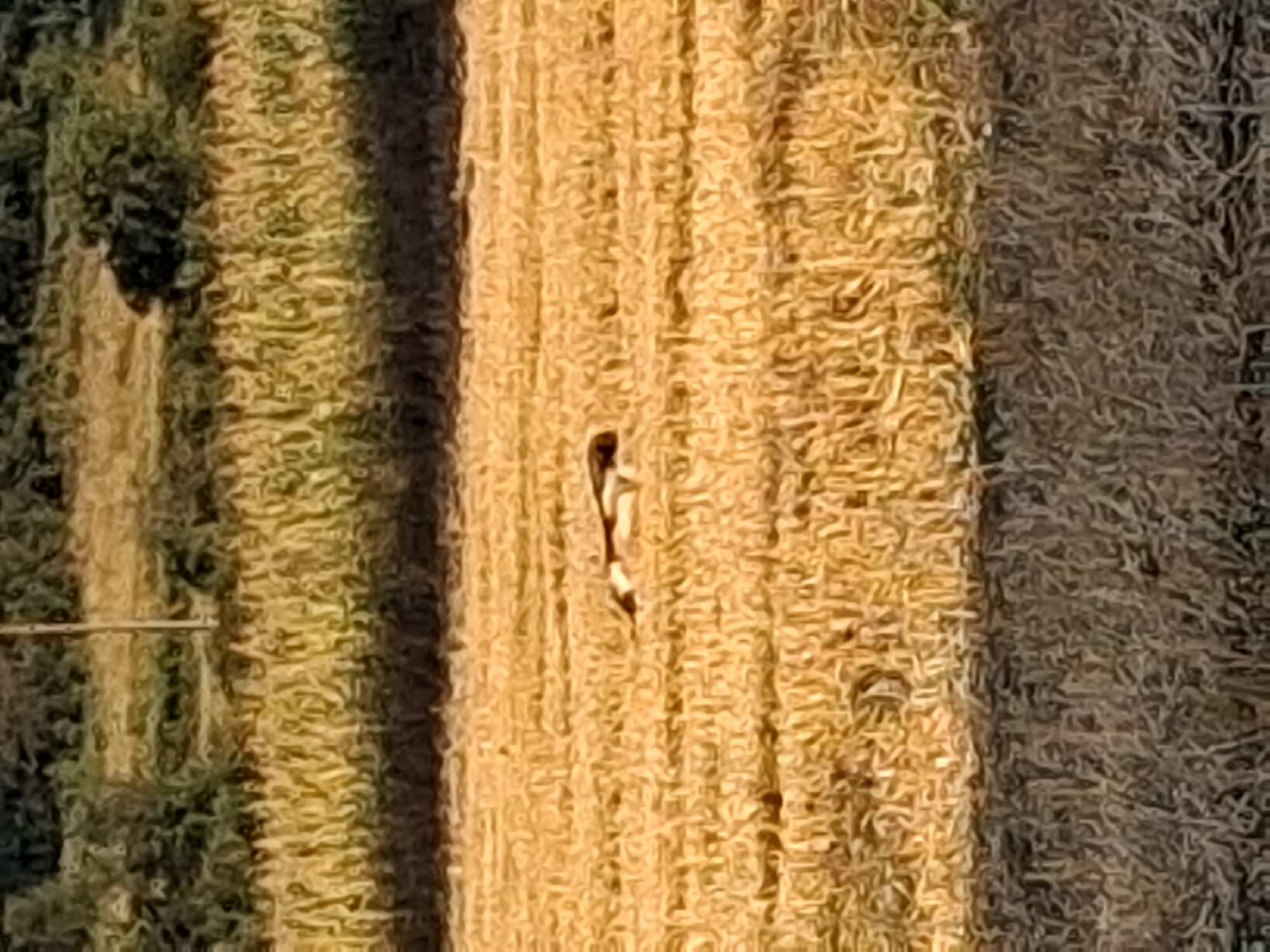 The image depicts a rural scene in Goran, Bulgaria, likely a field post-harvest. In the center of the frame, a long-haired animal, possibly a dog, is lying down amidst the dry, golden stalks of hay or stubble. The animal appears to be of medium to large size, with visible patches of white and dark fur. The surrounding environment consists of a field of harvested crops, with a line of trees or dense vegetation forming a dark background at the top of the image. The lighting suggests it is daytime, with shadows cast across the field, indicating a low sun angle, possibly early morning or late afternoon. The overall impression is one of tranquility, with the animal resting in the quiet landscape.
