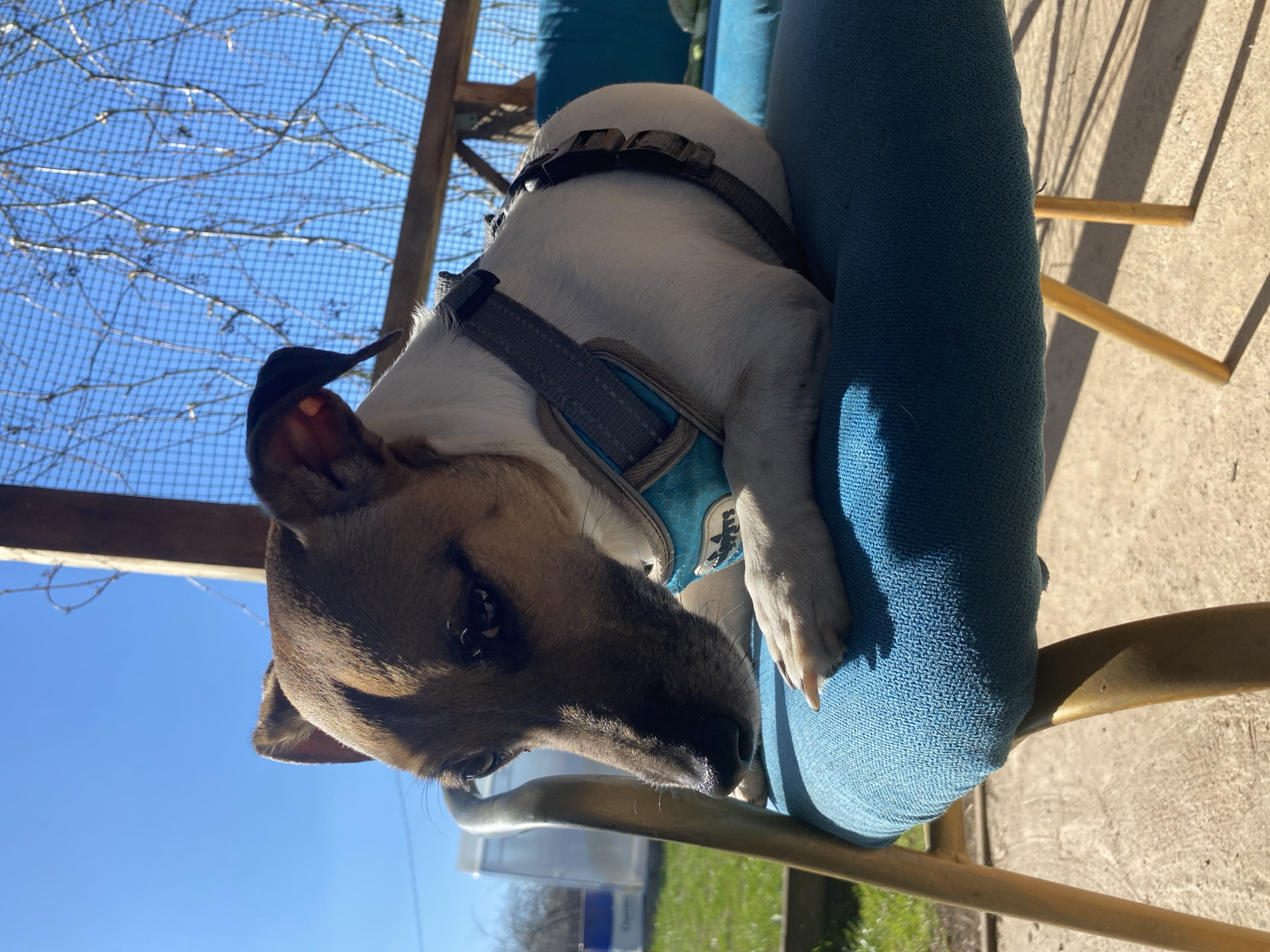 A brown and white dog wearing a blue harness is resting its head and front paw on the arm of a blue upholstered chair. The chair appears to be part of outdoor furniture. The photograph is taken outdoors on a sunny day. A structure with wire mesh or fencing is visible in the background, along with bare tree branches against a clear blue sky. Based on prior context, the location is assumed to be in the city of Chaikovsky, Russia. However, there are no visible landmarks in the image to confirm this.