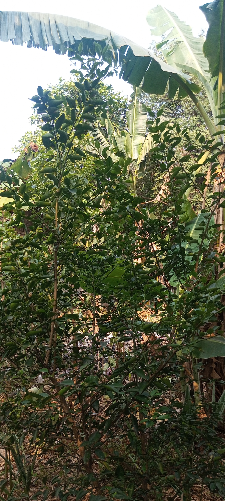 The image depicts an outdoor scene in Taman Rahayu, Indonesia, dominated by lush greenery. In the foreground, a bushy citrus tree, likely a lime or orange tree, is laden with small, immature fruits. The tree's branches are thin and brown, covered in numerous small, dark green leaves. The background is filled with larger, broad green leaves, characteristic of banana plants, with some appearing wilted and torn. The lighting suggests it is daytime, with sunlight filtering through the foliage. The ground beneath the tree is obscured by leaves and some debris. No people or animals are visible in the frame.