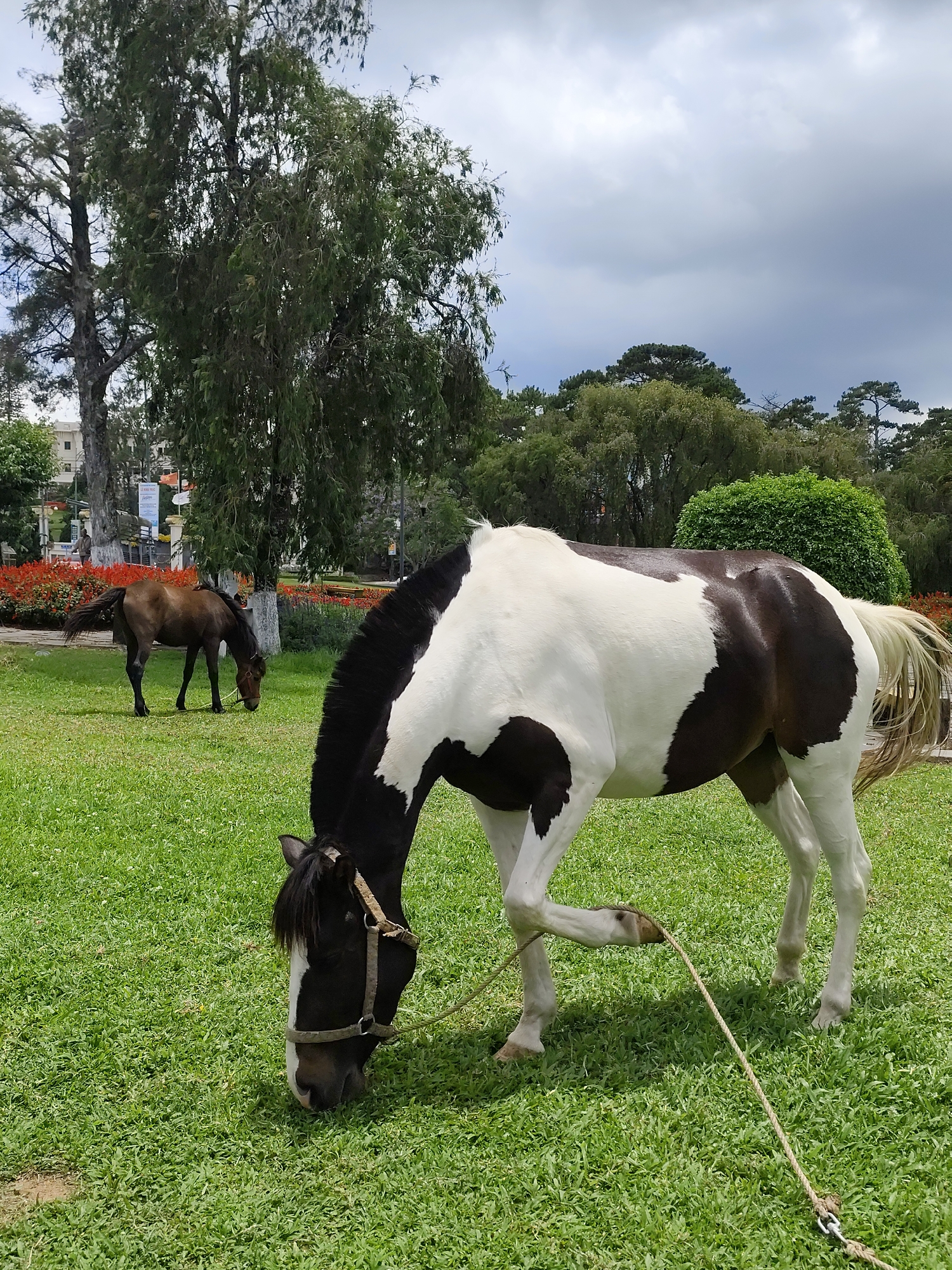 In a green space, possibly a park, in Da Lat, Vietnam, a piebald horse grazes on grass, attached to a tether, its left foreleg raised slightly. The horse is black and white. Another brown horse is behind it. Further back, there is red foliage arranged in beds and a building on the left. Trees are scattered around the park under a cloudy sky.