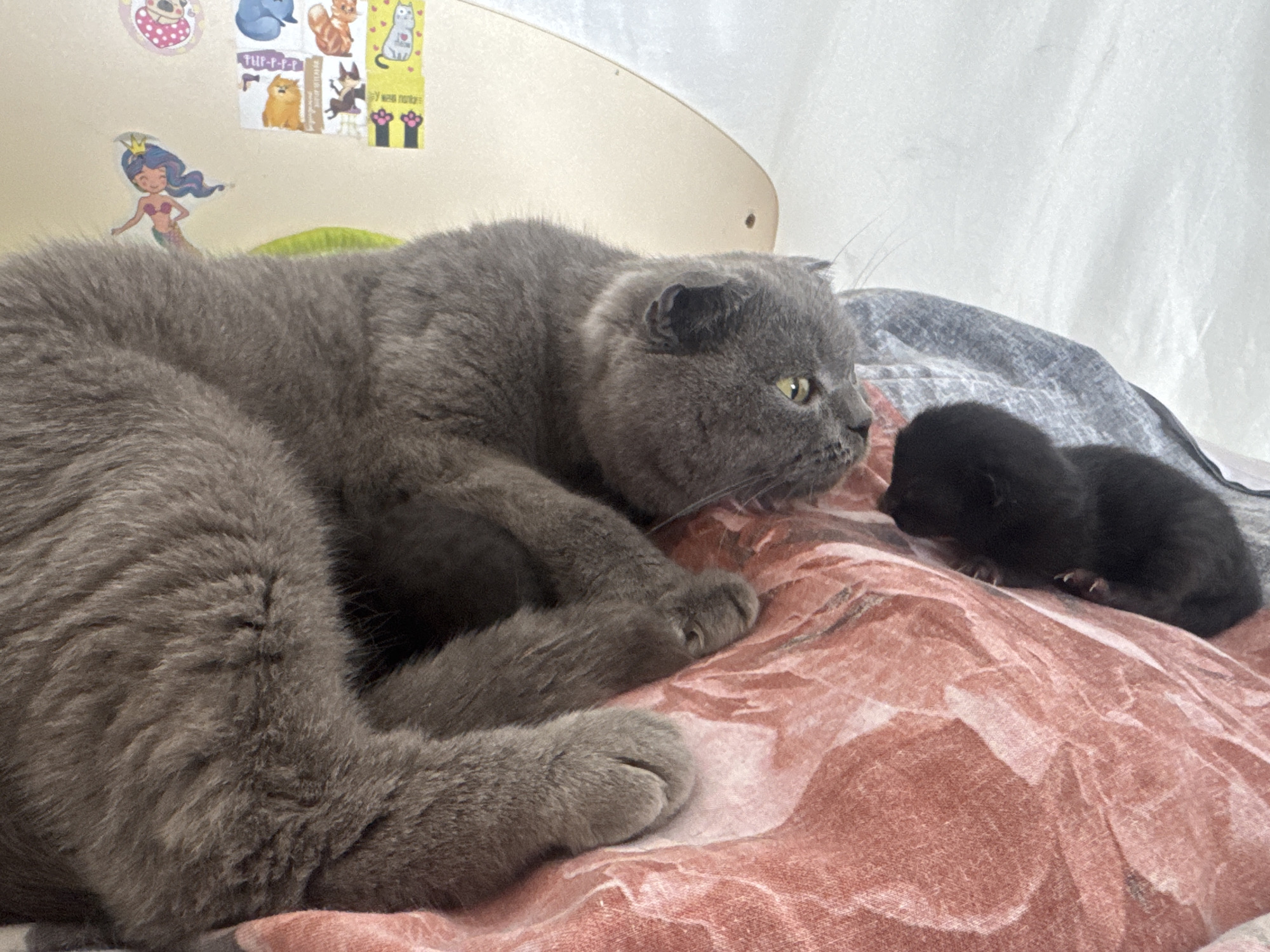 A grey adult cat lies on a patterned blanket, looking at a small black kitten. The kitten is nestled on the blanket to the right of the adult cat. The background shows a light-colored wall with some stickers, including a mermaid. The scene is indoors.