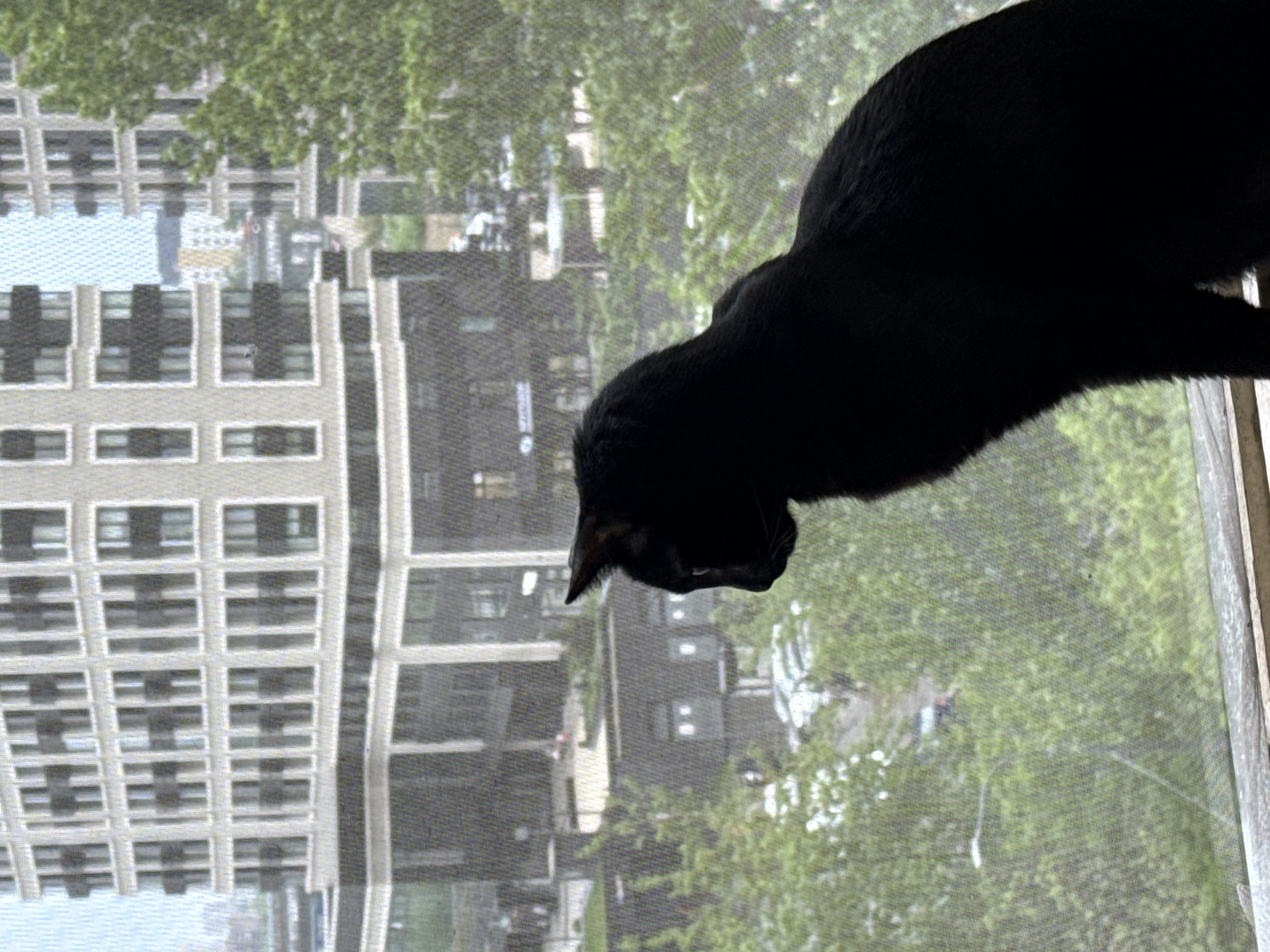 A black cat is sitting on a window ledge, looking down and to the left, with a view of a city through the window screen. The city scene includes buildings, trees, and other urban elements. The cat is in the foreground, and the city is in the background, visible through the window screen. The image is rotated ninety degrees clockwise. There is no evidence to suggest that this is the city of Khimki, Russia.