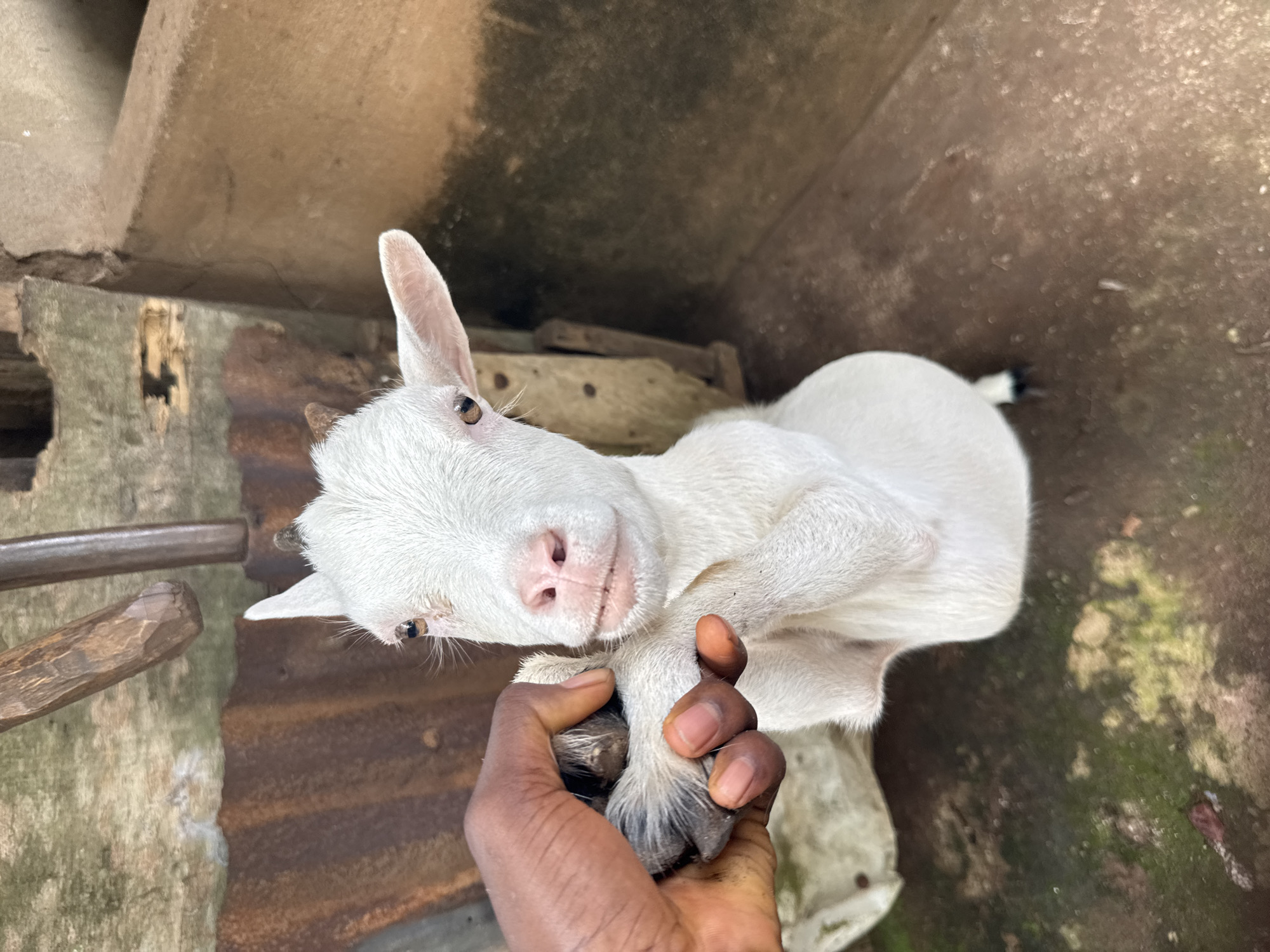 A close-up, high-angle shot depicts a small, all-white goat being held by a dark-skinned hand, presumably in Aboh, Nigeria. The goat's paw is firmly grasped by the hand, exposing the black cloven hoof. The animal's head is tilted towards the camera, with one ear pointing upwards and its brown eyes visible. A pink nose is prominent on its face. The background features a concrete structure, a rusted corrugated metal sheet, and some wooden elements. Patches of green moss are visible on the ground, suggesting dampness. The overall scene is rustic.