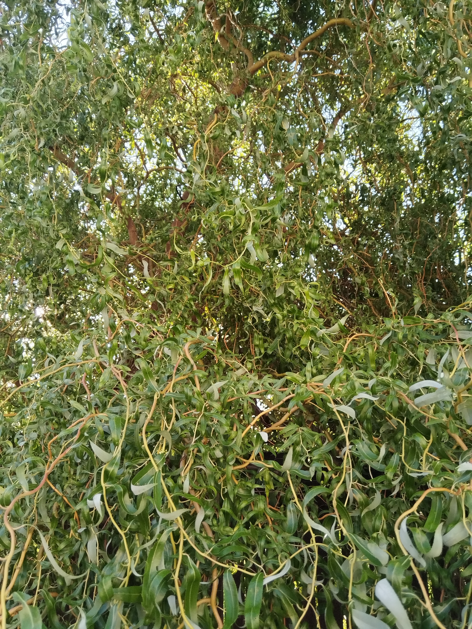 The image shows a close-up view of a tree with numerous contorted, twisting branches covered in long, narrow green leaves. The branches range in color from light brown to a reddish-brown, and some have a yellowish hue. Sunlight filters through the dense foliage, creating highlights and shadows. The background is a blur of green leaves and branches, with hints of a bright sky visible through the canopy. The scene is entirely natural, with no human presence or man-made objects evident. The specific location of the tree within the city of Лесной Край Кп, Russia, cannot be determined from the visual information provided.
