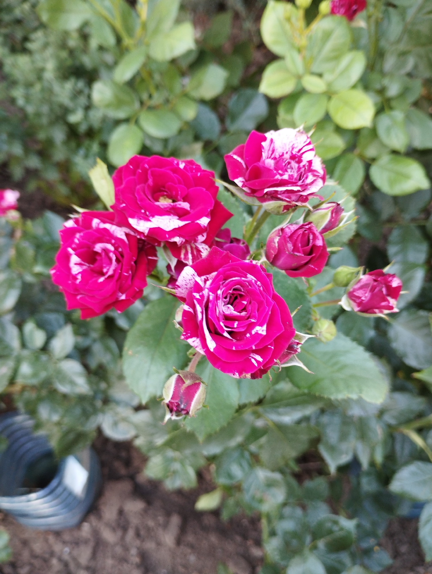 A close-up, top-down view of a cluster of vibrant pink and white striped roses in a garden. The roses are in various stages of bloom, with some fully open and others still budding. The petals are a rich, fuchsia pink with white streaks and splashes. The background is filled with lush green foliage and darker green leaves, suggesting a healthy plant. A portion of dark soil is visible at the bottom of the frame, along with a glimpse of a dark, ribbed plastic object, possibly a planter or part of garden equipment, to the left. The lighting appears natural, likely daylight, casting soft shadows. The image was taken in a garden in Chornomorsk, Ukraine.