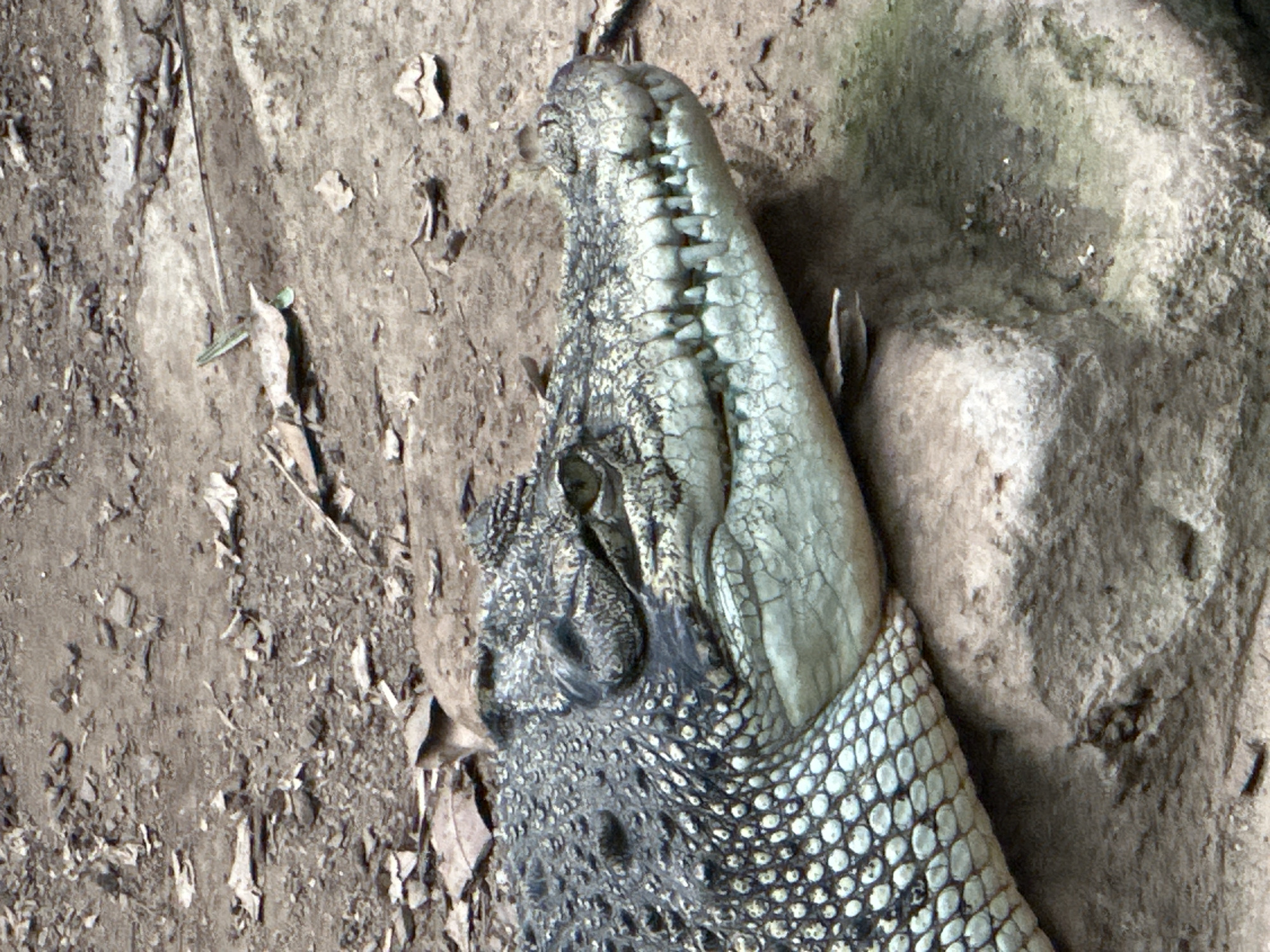 This is a close-up, eye-level photograph of a crocodile resting on a rocky surface. The crocodile's head and part of its body are visible, angled towards the right side of the frame. Its skin is a mix of dark grey and lighter, textured scales, with a pale, almost white underside of its jaw. The crocodile's eyes are partially closed, and its powerful jaws are visible, revealing a row of sharp teeth. The background consists of dry, rocky ground with scattered leaves and debris. There is no discernible location in Barcelona, Spain.