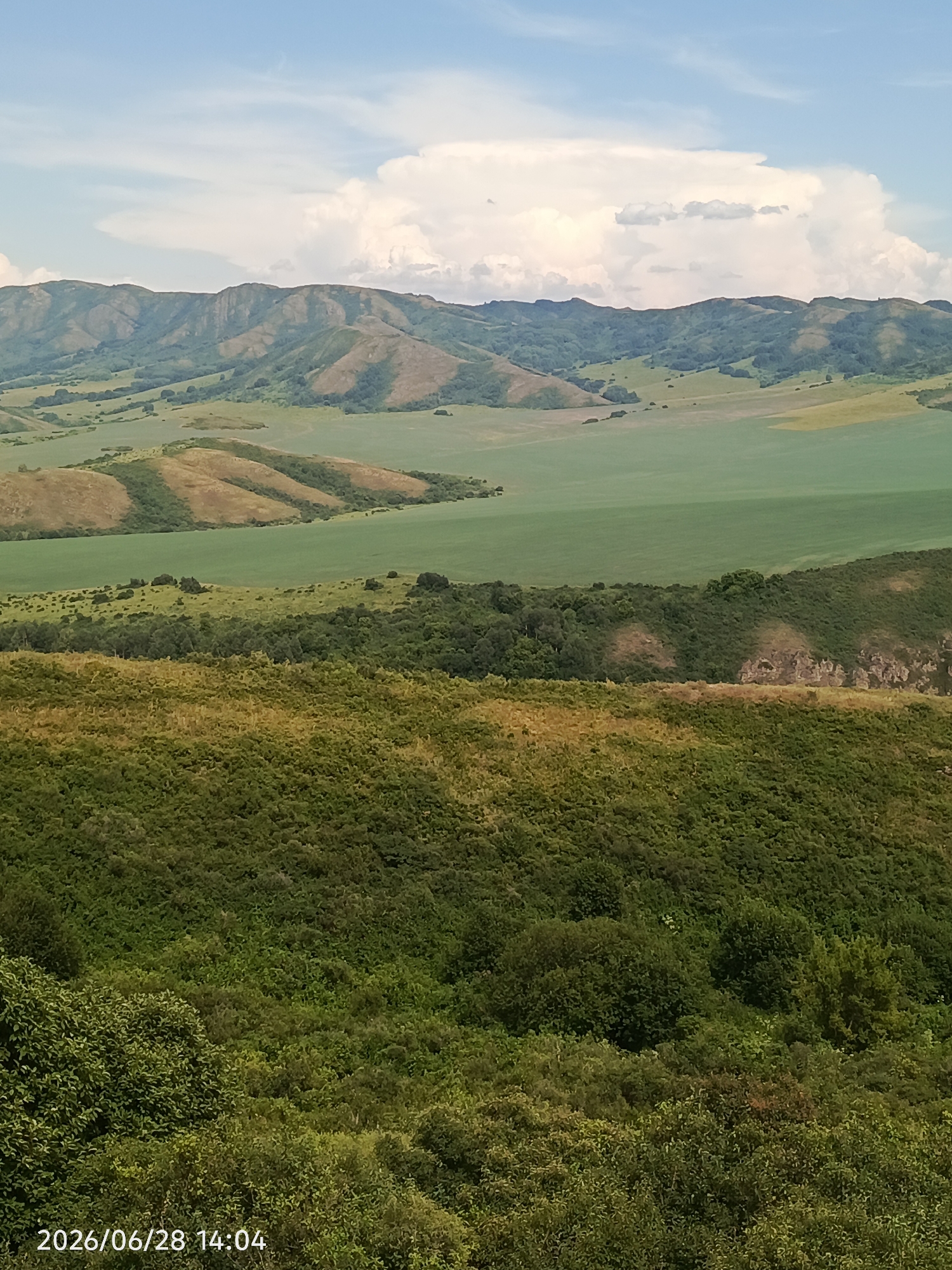 The image depicts a vast, rolling landscape under a partly cloudy sky. In the foreground, a dense, green hillside covered in foliage dominates the lower portion of the frame. This hill slopes downwards and away from the viewer.
Further into the middle ground, the terrain transitions to more open, undulating hills with patches of dry, golden-brown grass interspersed with dark green vegetation, suggesting a change in elevation and perhaps land use. Beyond these hills, a large, flat expanse of vibrant green, likely a cultivated field or pasture, stretches out.
In the background, a range of mountains forms the horizon. These mountains are characterized by their layered appearance, with slopes showing variations in color from light brown to green, indicative of varied vegetation and possibly exposed rock or soil. The peaks are softened by distance and covered in a mix of greenery and lighter hues.
The sky above is a pale blue, with large, puffy white clouds scattered across it, particularly prominent above the mountains. The lighting suggests daytime, likely afternoon, given the soft shadows and the brightness of the scene. A timestamp in the lower left corner reads "2026/06/28 14:04". The absence of any human figures or structures implies a natural, undeveloped setting. The overall impression is one of natural beauty and expansive rural scenery.