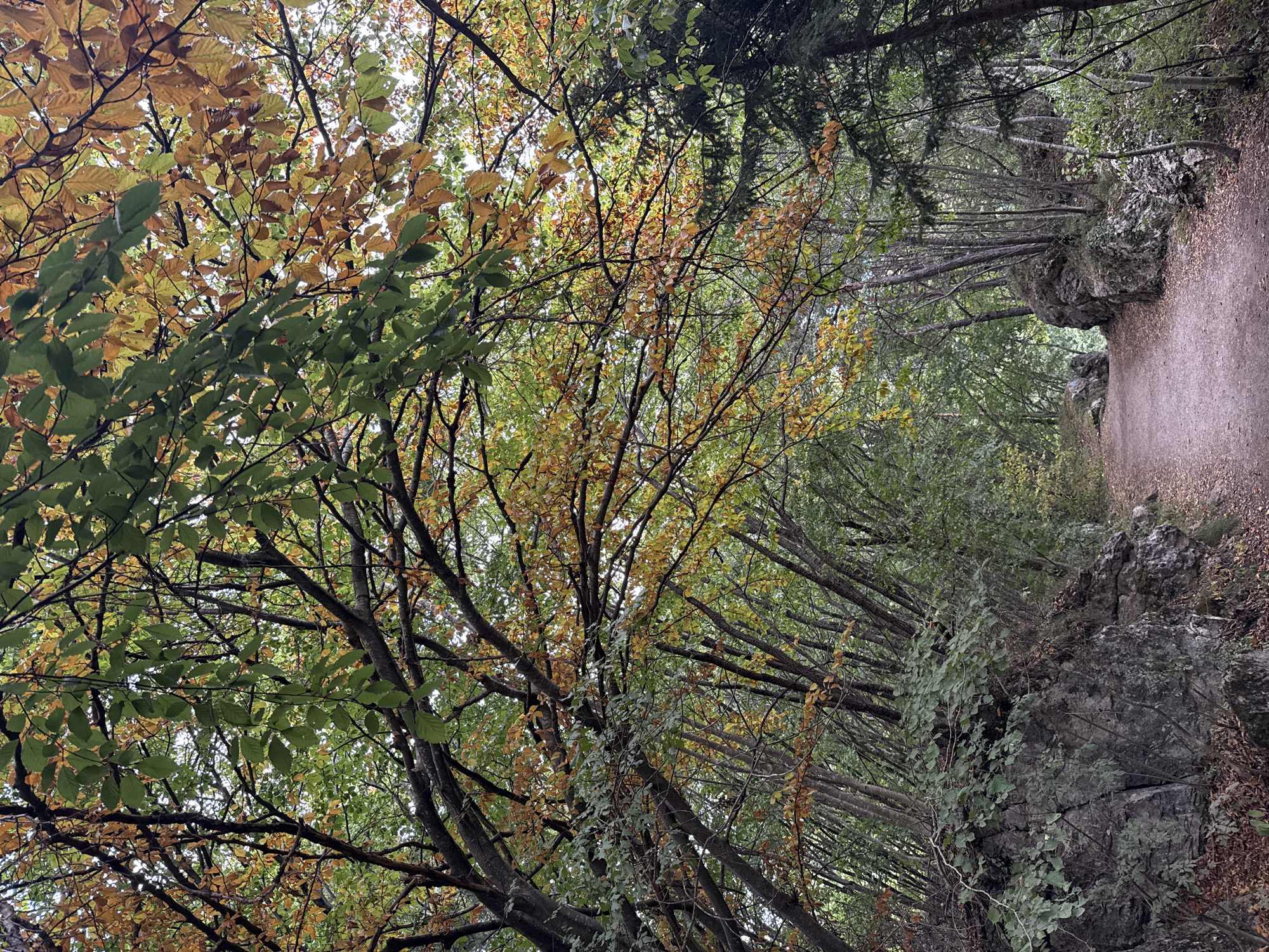 The image shows a walking path through a forest in Molveno, Italy, during autumn. The path, made of dirt and fallen leaves, curves to the right and disappears into the distance. On either side of the path are large rock formations covered with moss and vegetation. The trees overhead are a mix of deciduous and coniferous. The leaves on the deciduous trees are transitioning from green to yellow and orange, indicating the autumn season. The sky is overcast and appears light in the upper part of the image. There are no people or animals visible in the scene. The overall impression is one of a serene, natural landscape in the process of seasonal change.