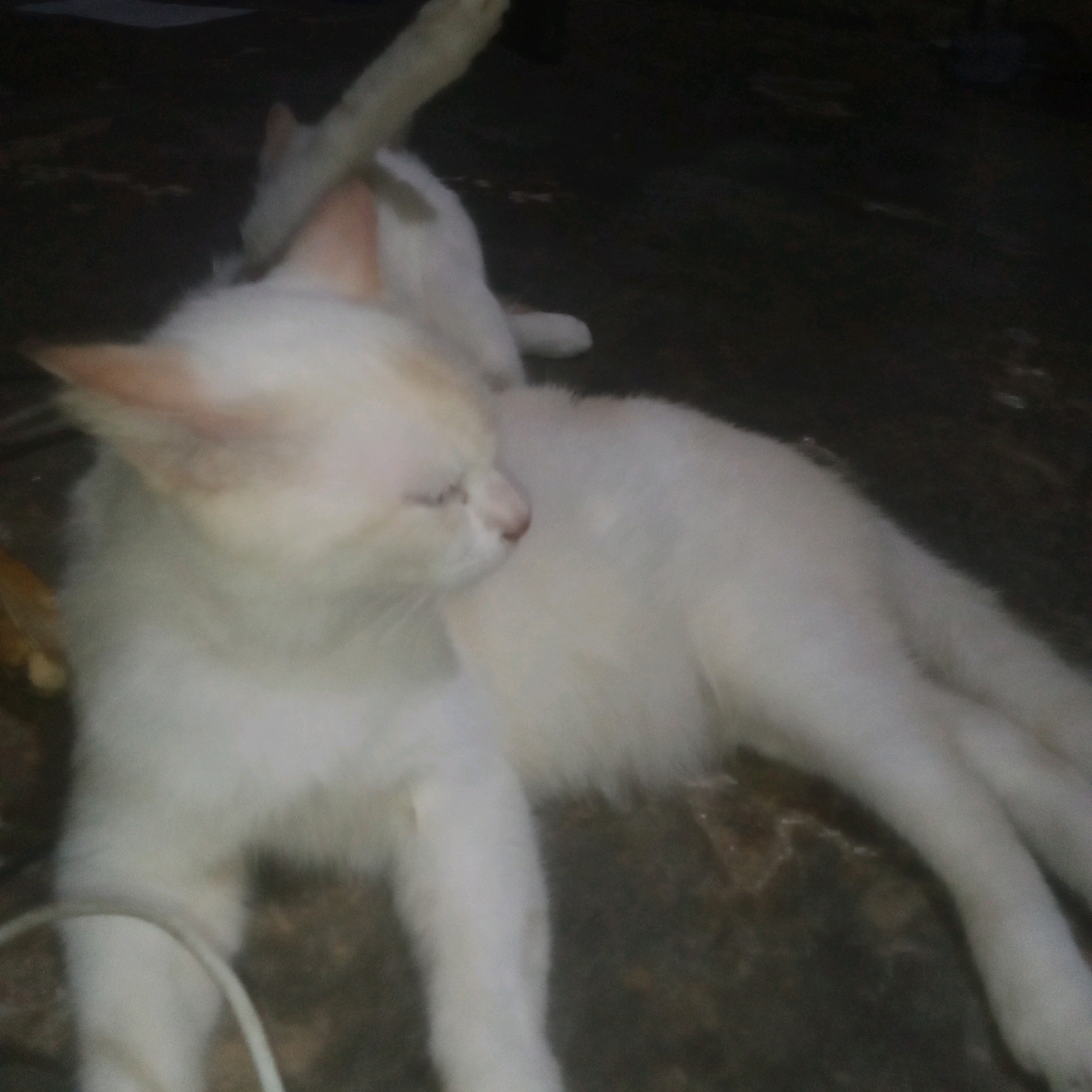 The image shows two white cats, one in the foreground and another slightly behind it. The cat in the foreground is lying down, with its head turned to the left. It has light pink ears and a pink nose. Its eyes are closed or squinting. A white cable or wire is visible in the lower left corner of the image. The background is dark and appears to be a floor or ground surface with some texture. The lighting is dim, suggesting the photo was taken indoors or at night. There is no visible indication of the city of Karawang, Indonesia, in this image.
