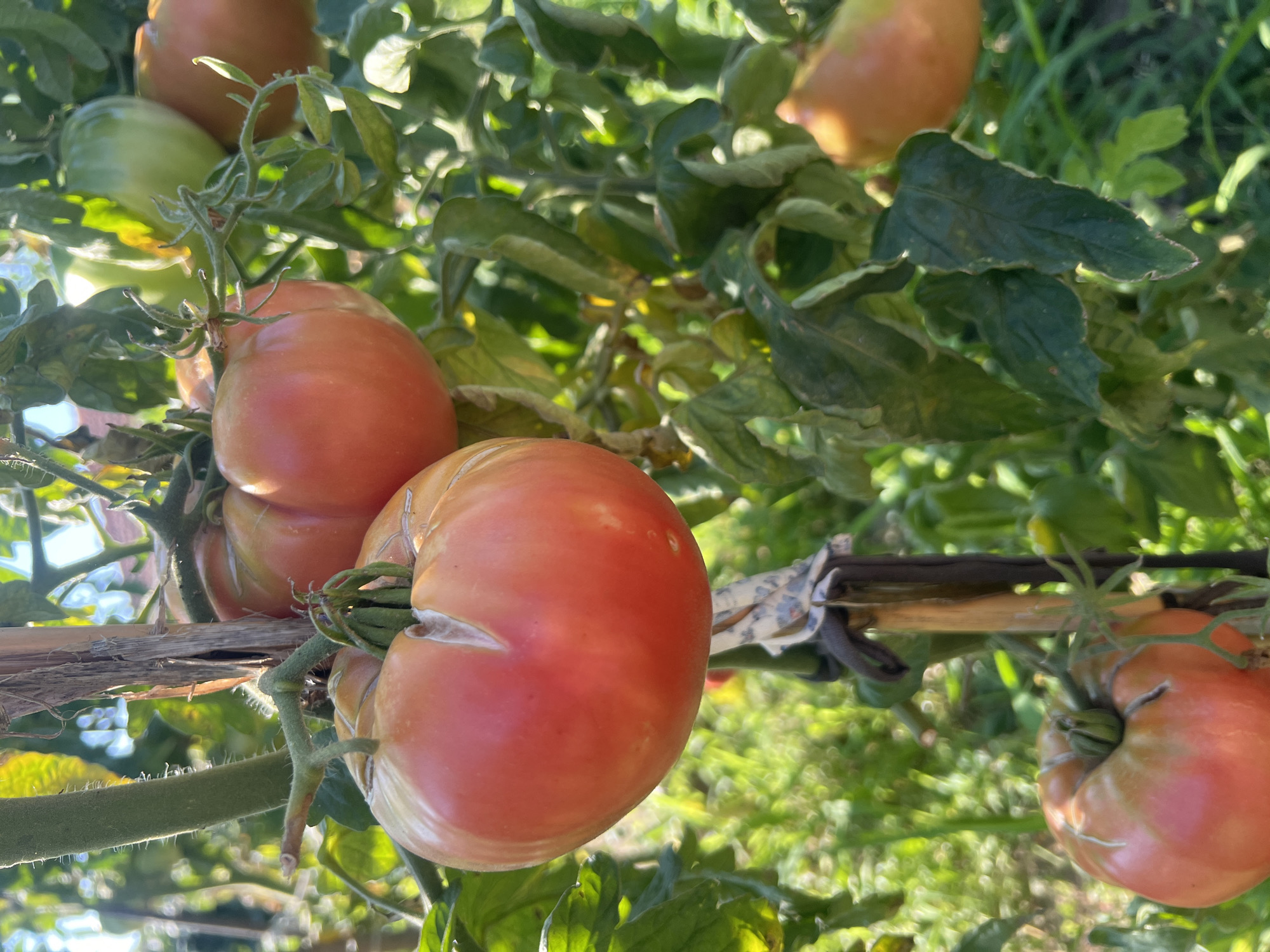 The image captures a close-up view of several ripe tomatoes growing on a vine in a garden. The tomatoes are primarily a vibrant red-pink color, with some showing hints of green and yellow, indicating they are in various stages of ripening. One large tomato in the foreground has a distinct split near its stem. The tomatoes are supported by a thick, hairy green stem, which is itself attached to a wooden stake that appears to have some plant material or twine tied around it. The background is blurred, showing green foliage and hints of sunlight filtering through, suggesting an outdoor setting. The overall scene depicts a healthy tomato plant laden with fruit. The location is identified as Zelenikovo, Bulgaria.