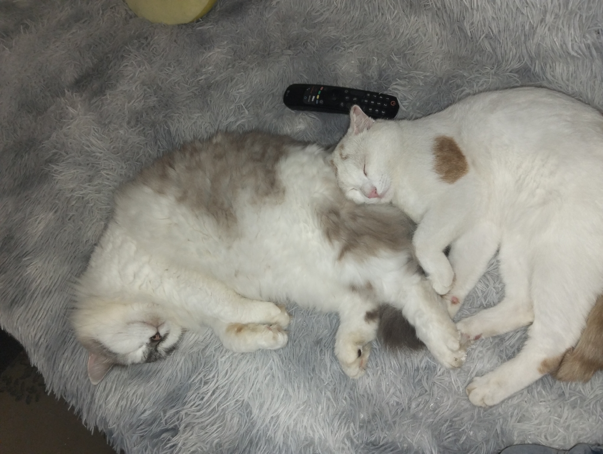 Two cats are sleeping on a fluffy gray rug. One cat is predominantly white with a tan patch on its back and is curled up, facing left. The other cat is a calico with white, gray, and tan fur and is lying on its side, facing right. A black remote control is positioned on the rug between the two cats. The environment appears to be indoors, with soft lighting.