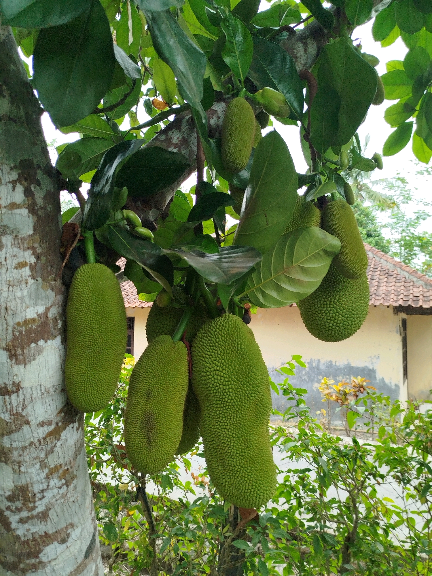 This image depicts a jackfruit tree laden with several large, green jackfruits, some of which are elongated and others more rounded. The tree trunk is visible on the left side of the frame, exhibiting a rough, textured bark. Lush green leaves are abundant, partially obscuring the jackfruits and branches. In the background, a portion of a building with a tiled roof and a light-colored wall can be seen. Some green foliage and a small yellow-flowering plant are also present in the mid-ground and background, suggesting an outdoor environment. The overall scene appears to be in a tropical or subtropical setting, consistent with the presence of jackfruit trees. The presence of a building and vegetation indicates a potentially inhabited area, possibly a residential garden or a farm in the vicinity of Widoro, Indonesia. There are no people visible in the image.