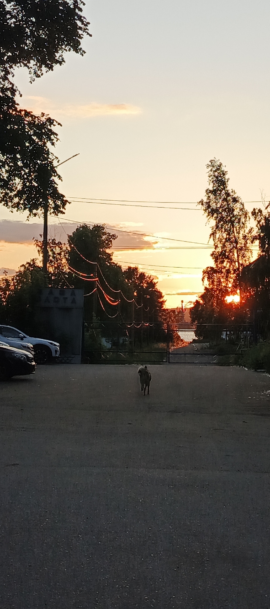 An eye-level shot captures a dog walking away from the viewer on an asphalt surface during sunset. The sky is a gradient of orange and yellow, with wisps of clouds. Silhouetted trees frame the scene, with some featuring decorative red lights strung between them. In the background, a metal gate is open, leading to a body of water that reflects the sky. Parked cars are visible on the left side of the frame. The overall setting appears to be an outdoor area adjacent to a body of water, potentially in a park or industrial zone, given the presence of a gate and the cars. The image is taken in Chaikovsky, Russia.