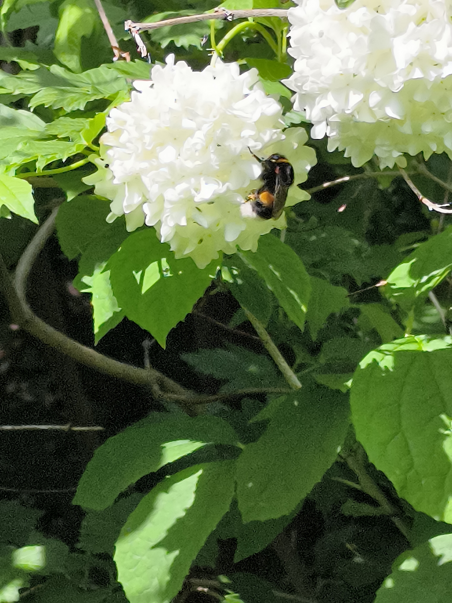 A bumblebee is seen on a white flower. The bumblebee is black and yellow and is collecting nectar from the flower. The flower is a cluster of white petals. The background is filled with green leaves and some darker foliage. The image appears to have been taken outdoors in a natural setting. There is no information available to determine the location in the city of Neringa, Lithuania.