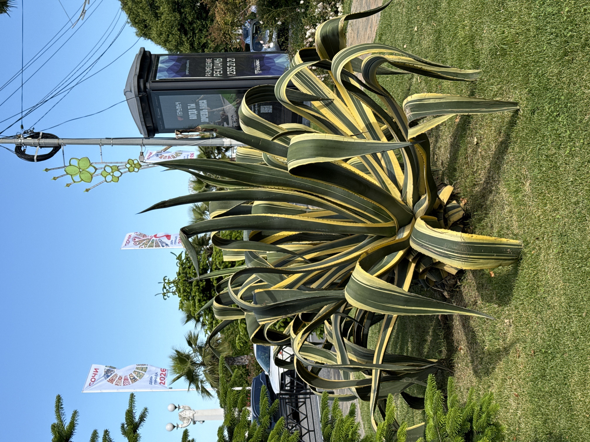 The image depicts an outdoor scene in the city of Sochi, Russia, on a clear, sunny day. The foreground features a large, variegated agave plant (likely *Agave americana* 'Marginata') with prominent green leaves striped with yellow, situated on a well-maintained patch of green grass. To the left, a small coniferous shrub is partially visible.
In the midground, a black metal fence separates the landscaped area from a paved road where a dark-colored SUV and a white SUV are partially visible. Further back, palm trees and other green foliage are present.
The background includes various urban elements:
To the left, a white flag displaying "СОЧИ" (Sochi) at the top and "ДЕНЬ ГОРОДА 2026" (City Day 2026) below a colorful circular motif is flying on a flagpole. A second similar flag is partially visible to its right. Adjacent to the left flag, a decorative white street light with an ornate base featuring sculpted figures stands.
Towards the center-right, a utility pole extends upwards, supporting multiple black cables. A decorative light fixture shaped like green, stylized clover leaves is attached to this pole. To the far right, a tall, dark-colored advertising kiosk or billboard is present. The kiosk displays Russian text: "ГОРЫНЫЧ" (Gorynych), "КОГДА ТЫ ХОЧЕШЬ МЯСА" (When you want meat), "РАЗМЕЩЕНИЕ РЕКЛАМЫ" (Advertising placement), and a phone number "235-21-21," along with a "ГРАФИКС" (Grafiks) logo. White-flowered plants line a path to the right of the kiosk. No people are visible in the scene.
