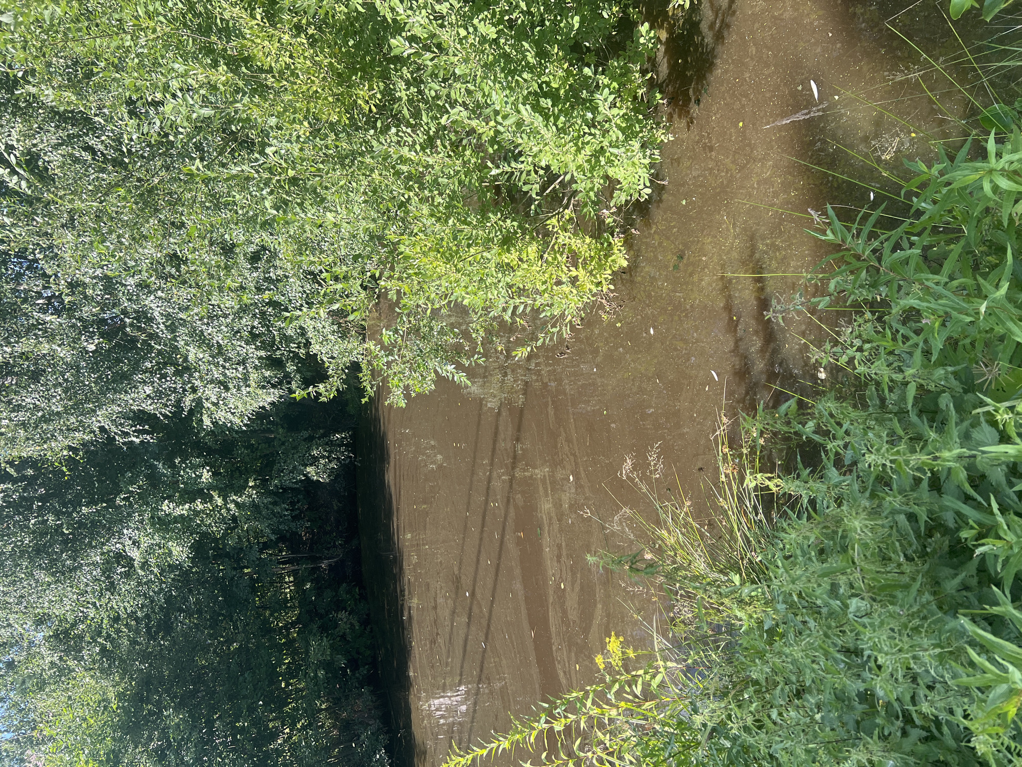 The image shows a murky body of water, likely a pond or slow-moving stream, bordered by lush green foliage. On the left bank, tall green plants and grasses with some yellow flowers are visible. The water's surface is brown and appears to have some debris or sediment floating on it, with reflections of the trees and sky. Dense green trees and bushes line the far bank and the right bank, with sunlight filtering through the leaves, creating dappled patterns on the water. The overall scene suggests a natural or semi-natural environment within a residential or garden area, possibly within the city of Роса Снт, Russia, given the provided context. No people or animals are visible in the frame.