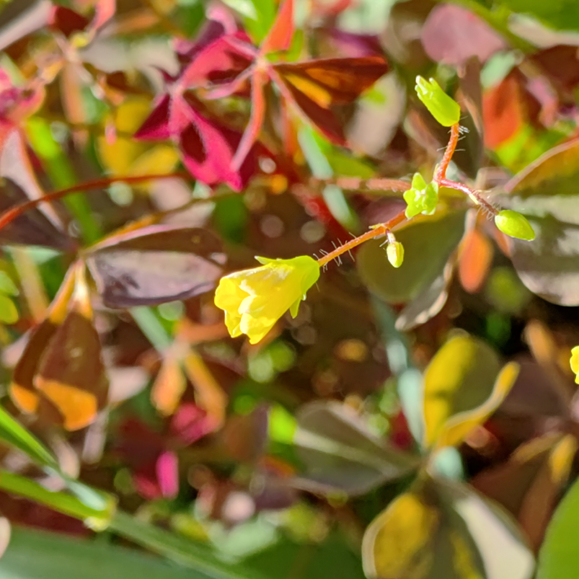 A close-up, slightly out-of-focus photograph captures a small, yellow, bell-shaped flower with five visible petals, and a green calyx. The flower is on a thin, reddish stem with small, spiky hairs. Beside it are several small, green buds. The background is a blur of dark red, purple, and green foliage, suggesting a garden setting. No specific location in Markovo, Russia is identifiable from the image.