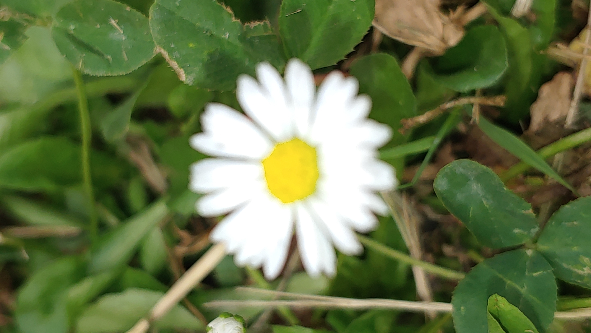 A close-up, low-angle shot captures a single white daisy with a yellow center, in focus, set against a blurred background of green grass and clover leaves. The daisy is positioned slightly to the right of the frame's center. To the left of the daisy, a small, unopened daisy bud is visible. The environment suggests an outdoor setting, likely a park or garden, given the presence of common lawn plants. The lighting appears natural, indicating an outdoor scene during daylight. There are no people or animals present. The image quality is slightly soft, with a shallow depth of field that blurs the surroundings. The image location is unspecified as the city of Mukachevo, Ukraine, cannot be determined from the visual information provided.