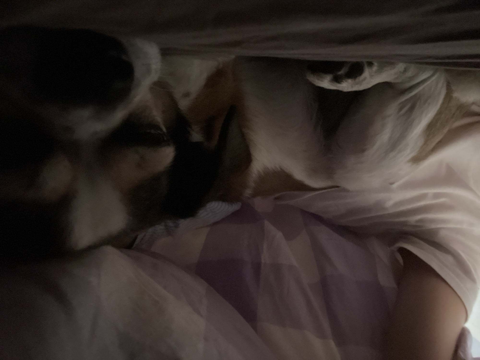 A partially visible, dark and indistinct view shows a person lying down, possibly in bed, with a dog beside or upon them. The person wears a white shirt and a plaid blanket of lilac and white covers a portion of their body. A dog, primarily white with dark patches, is nestled close to the person. The lighting is dim, making details difficult to discern. No location or specific elements indicating a location in Milan, Italy are visible.