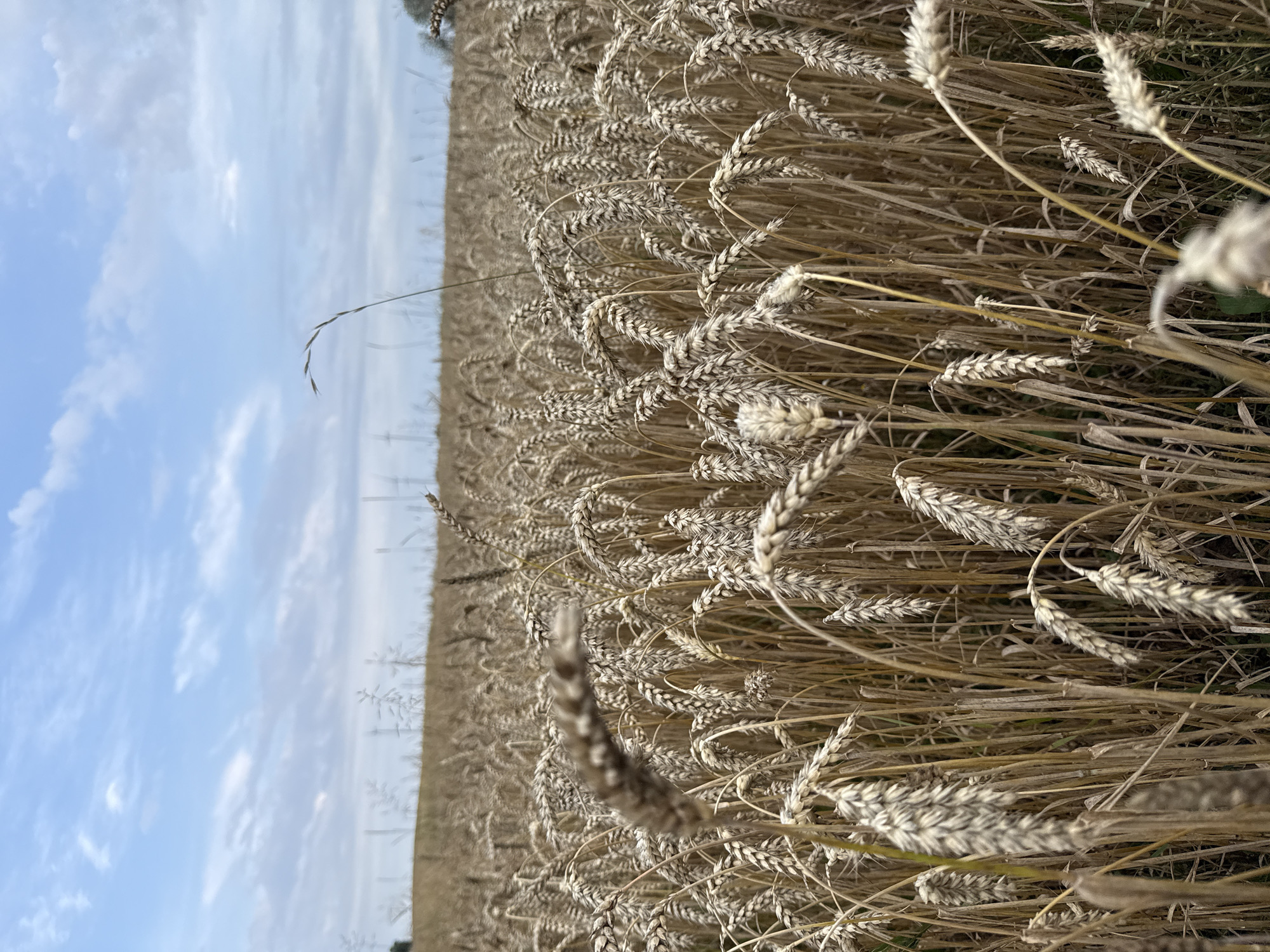 A close-up, eye-level, vertical shot shows a mature wheat field under a partly cloudy sky. The wheat stalks, a golden-brown color, are densely packed, with some stalks in sharp focus in the foreground and others progressively blurred into the background, creating a sense of depth. The heads of the wheat are visible, indicating the crop is ready for harvest. In the distance, a faint line of trees and indistinct structures, possibly power lines, can be seen against the horizon. The sky is a pale blue with scattered white clouds. The overall impression is one of agricultural abundance and the natural beauty of the Lithuanian countryside in Vikraičiai.