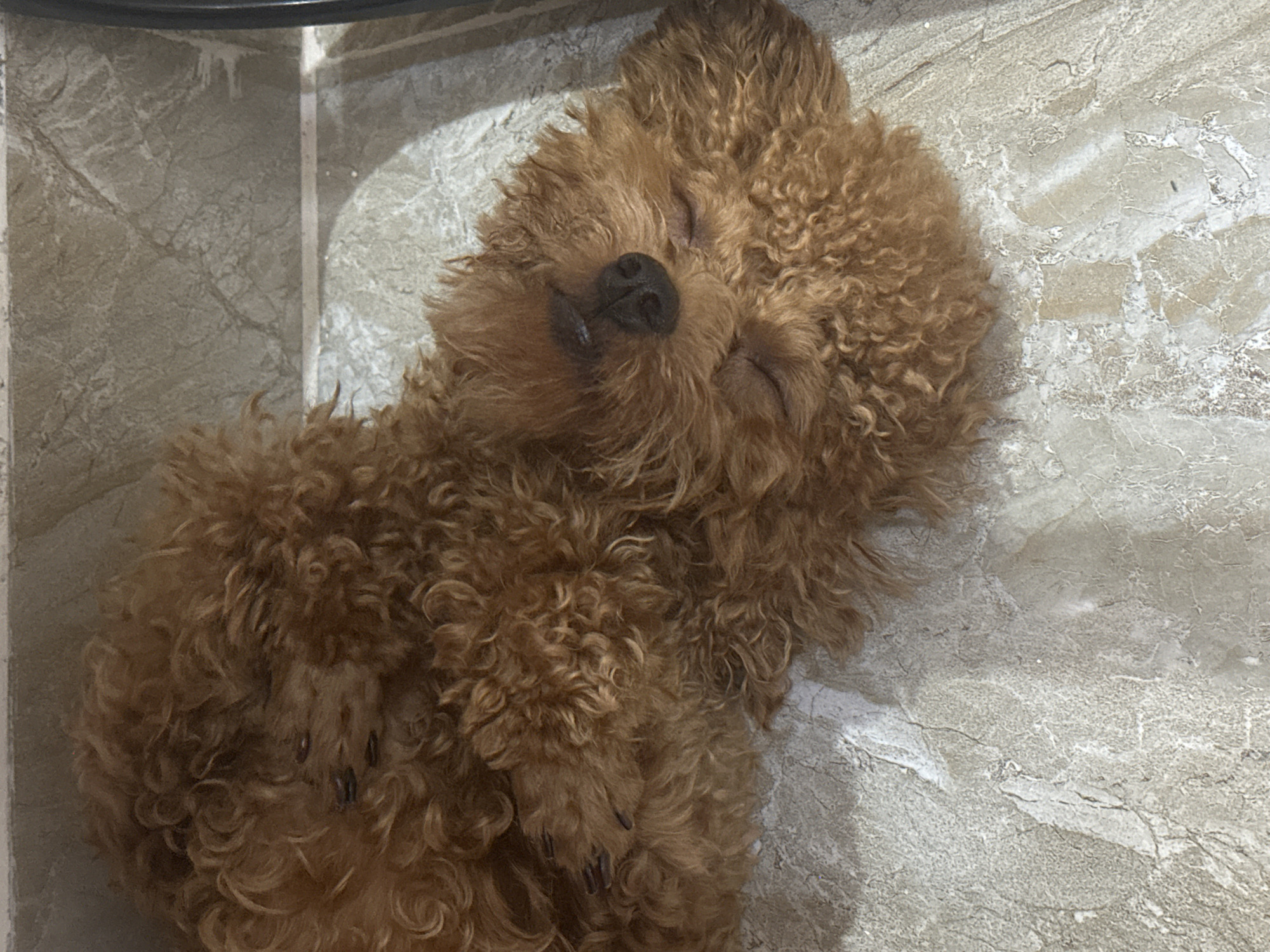 A brown poodle is sleeping on a tile floor. The poodle is curled up with its eyes closed and its paws tucked in. The tile floor is light gray with a marbled pattern. The scene is bathed in natural light. The location is Bac Nha Trang Ward, Vietnam.