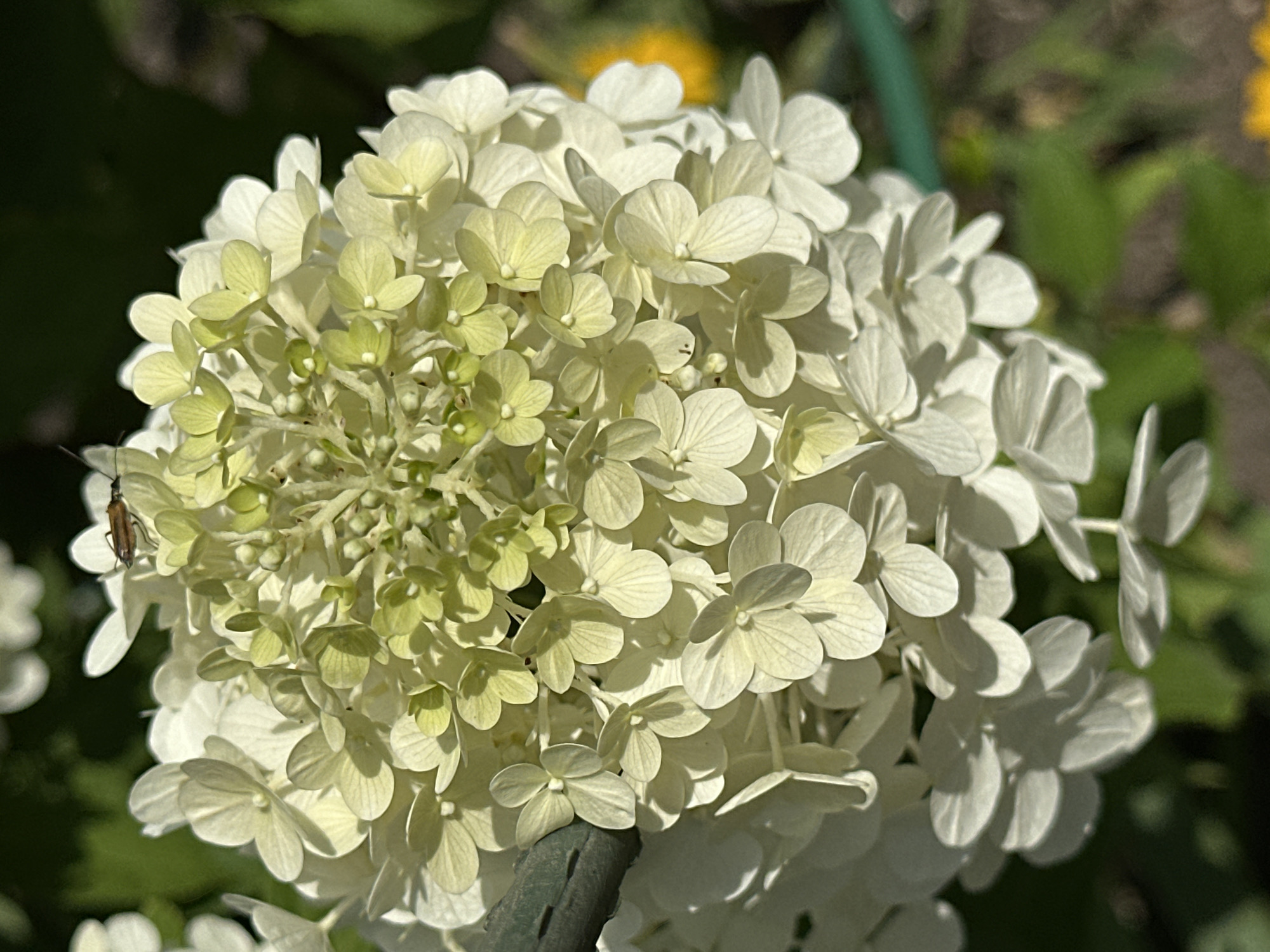 A close-up, vertical shot captures a cluster of white hydrangea flowers with hints of pale green at the center. A small, brown insect is perched on the upper portion of the blooms. The flowers are illuminated by bright sunlight, casting distinct shadows. In the background, blurred green foliage and a patch of yellow suggest an outdoor garden setting. A green garden stake is visible on the left side of the frame. The image was taken in Yessentuki, Russia.
