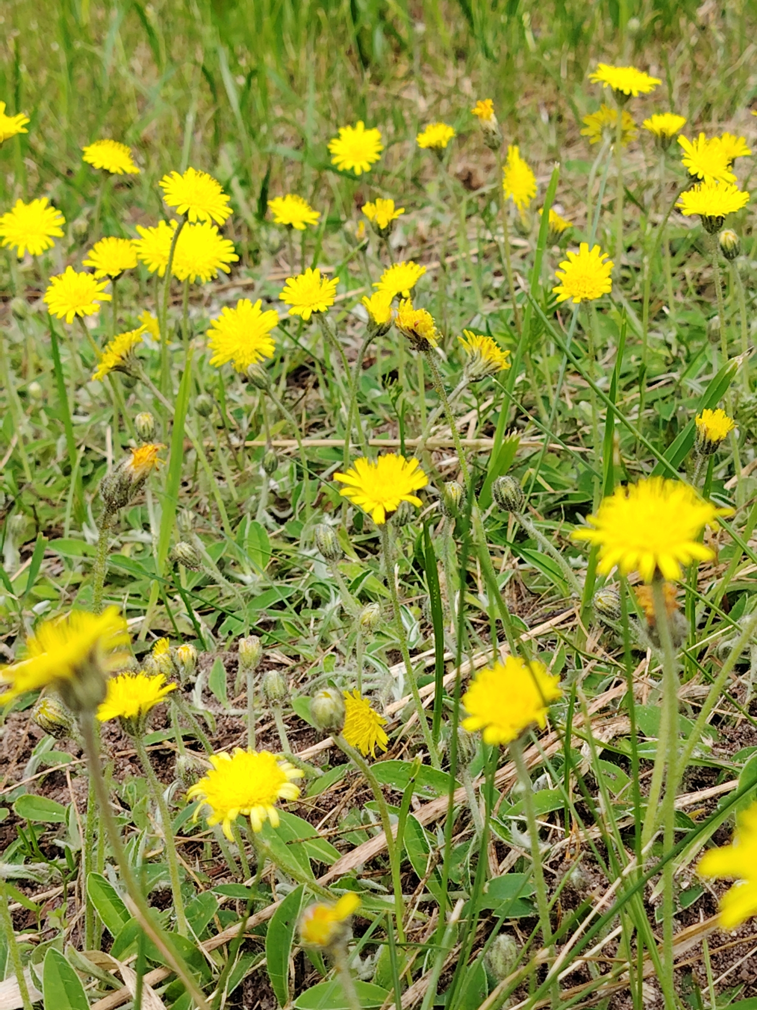The image displays a close-up view of a grassy area in the city of Astrashitskagaradokski rural council, Belarus, populated by numerous yellow dandelions. The dandelions are in various stages of bloom, with some fully open and others still in bud form. The ground is covered with green grass and some dry leaves and soil. The lighting suggests it is daytime, with soft sunlight illuminating the scene. There are no people or animals visible in the image. The perspective is low to the ground, focusing on the details of the flowers and their immediate surroundings.