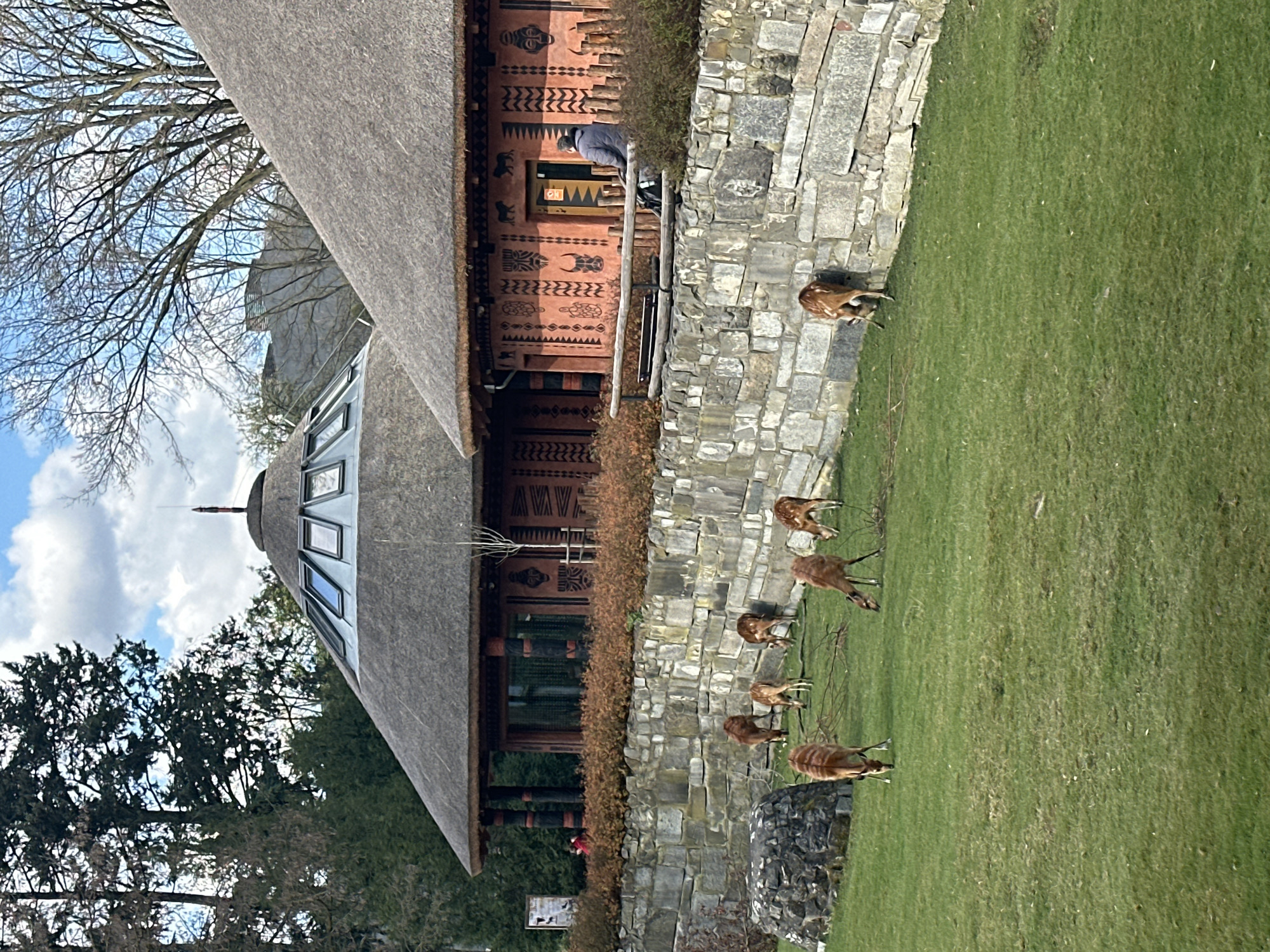 The image depicts a scene at the Wrocław Zoo in Poland, specifically the area featuring a reconstructed African village house. Seven reddish-brown deer are grazing on a large, green lawn adjacent to a stone wall, which also borders the building. The building is distinguished by a thatched roof, decorative facade featuring African-inspired patterns, and a distinctive conical section with windows. A person in a dark-colored jacket is standing on the building's porch. Trees and sky are visible in the background.