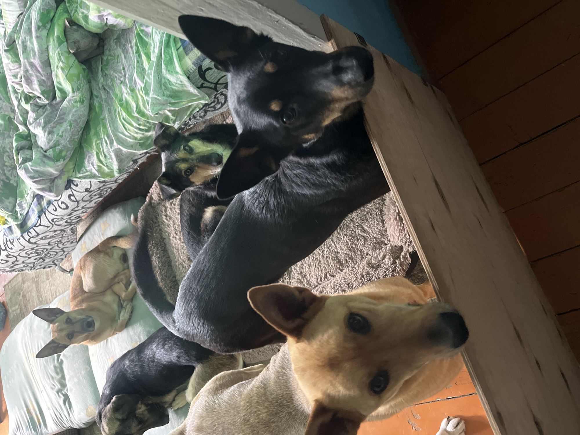 This image captures a group of five dogs resting and looking up in an indoor setting, likely a home in Nizhny Tagil, Russia. The shot is taken from a high angle, looking down on the animals.
In the immediate foreground, a light tan or cream-colored dog with dark eyes and pointed ears looks directly at the camera. Its body is partially covered by a black dog. To the left, a light brown dog with pointed ears is curled up on a light blue-green cushion, also gazing upwards. Further back and towards the top right, a dominant black dog with distinct tan markings on its snout, eyebrows, and legs stares intently at the camera, its ears perked. Behind this dog, another black and tan dog is partially visible, its face peeking out.
The dogs are situated on various soft furnishings, including a grey, shaggy blanket or rug, and a green and white patterned duvet is seen on the left. A light-colored wooden plank forms a barrier on the right side of the frame, potentially part of a bed frame or furniture. Beyond this, orange-brown wooden floorboards are visible, adding to the rustic, homey atmosphere. The lighting suggests it is daytime. The dogs appear curious and relaxed. No visible text is present in the image.