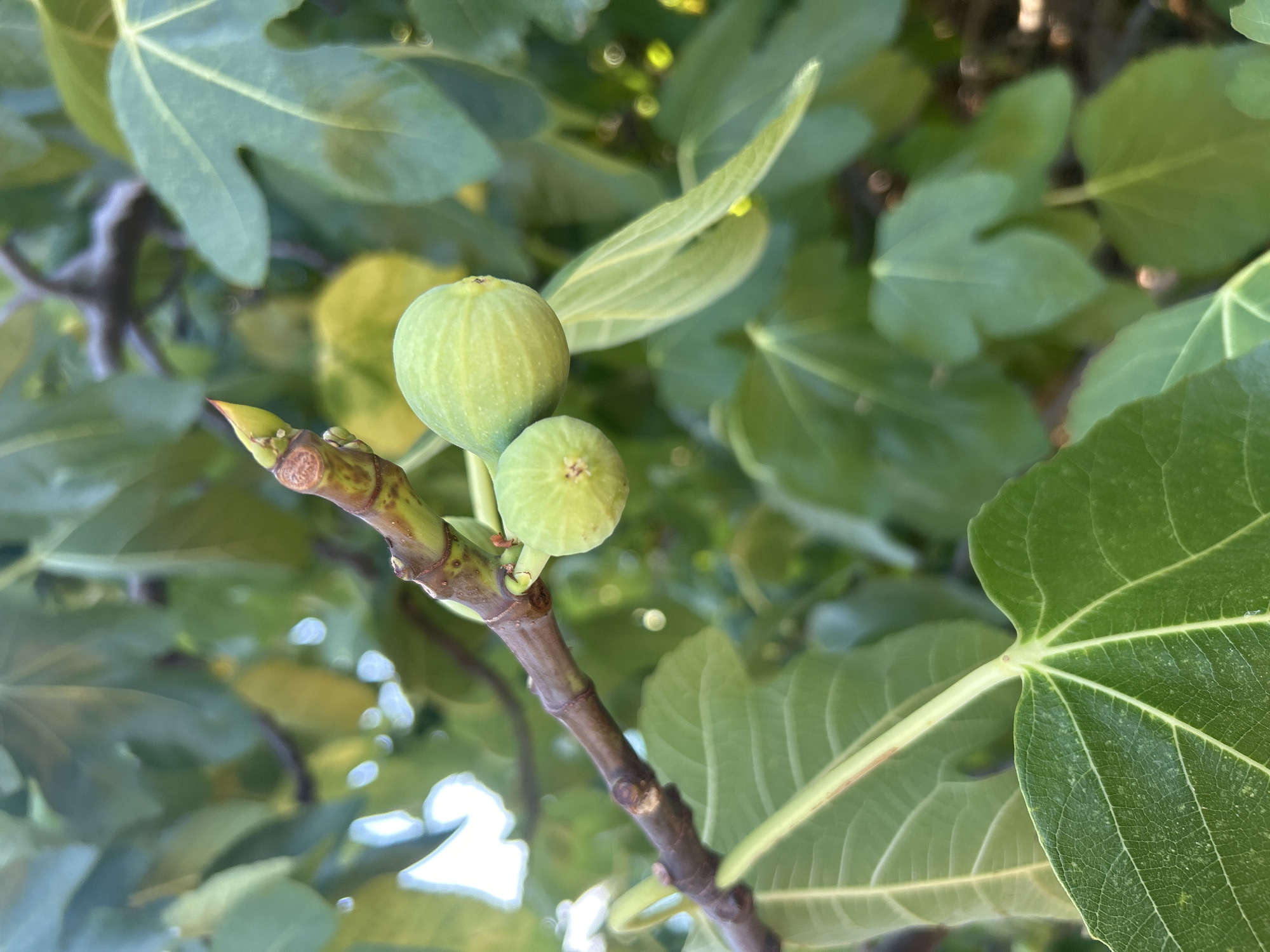 In Katoro, Croatia, an up-close shot captures two unripe green figs on a branch, surrounded by the lush foliage of a fig tree. The larger fig, positioned to the right, is slightly out of focus, while a smaller fig to its left is in sharp focus. The branch is brown with subtle reddish-brown markings and a small bud at its tip. The leaves of the fig tree are large and textured, with prominent veins, and vary in shades of green, with some appearing slightly yellowed. The background is a soft blur of green leaves and out-of-focus circular highlights, suggesting dappled sunlight filtering through the canopy.