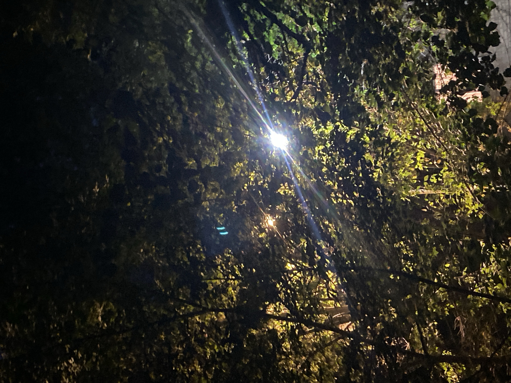 The image captures a nighttime scene in Novopavlovka, Kyrgyzstan, where the dense foliage of trees is illuminated by artificial light. A bright light source, likely a streetlamp, is visible in the upper right quadrant, casting a strong glare and creating visible light streaks across the image. The light filters through the leaves, highlighting some areas with a yellowish-green hue while leaving other parts in deep shadow. A smaller, dimmer light source is visible lower down and to the left of the main light. The branches and leaves of the trees dominate the frame, with the dark sky forming the background. No people or specific urban structures are clearly discernible due to the darkness and the overwhelming presence of the trees. The overall impression is one of natural elements illuminated by man-made light in a nocturnal setting.
