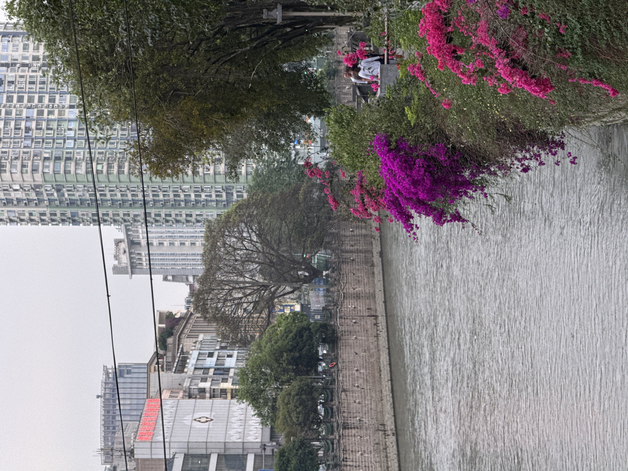 A daytime shot in Wuhou District, China, depicts a river running parallel to a concrete embankment, adorned with vibrant pink and purple bougainvillea. Behind the embankment stand buildings, varying from low-rise structures to a towering high-rise apartment complex. Utility wires stretch across the upper left quadrant of the frame. A small group of people can be seen on the embankment, near the bougainvillea. The water in the river appears murky and grey.