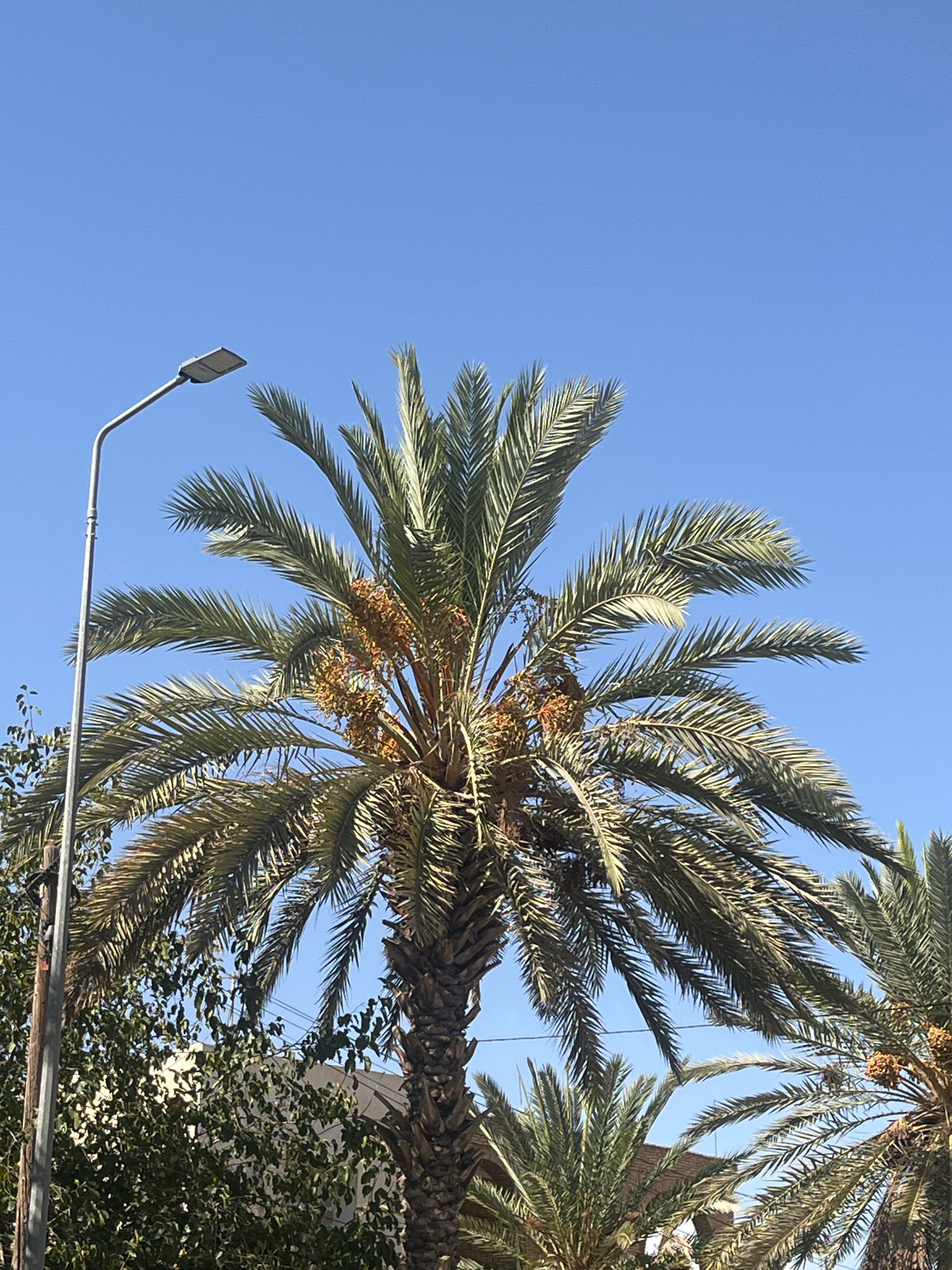 This is a full-frame, eye-level, outdoor, vertical shot of several palm trees against a clear blue sky. In the foreground on the left, a tall, gray metal lamppost is visible, curving slightly at the top to hold a modern-looking light fixture. Behind the lamppost and to its right, the trunk and fronds of a large palm tree dominate the center of the frame. The palm tree has a rough, brown trunk and numerous green fronds fanning out towards the sky. Clusters of small, brown date fruits are visible among the fronds of this main palm tree. To the right of the main palm, and further in the background, parts of another palm tree are visible, as well as a third, smaller palm tree towards the bottom center of the image. Between the lamppost and the main palm tree, a dense cluster of green leafy trees or bushes can be seen, with glimpses of buildings and what appear to be power lines behind them. The overall scene suggests a warm, sunny day in an urban or semi-urban environment, likely Gafsa, Tunisia, given the presence of palm trees and the architecture suggested in the background.