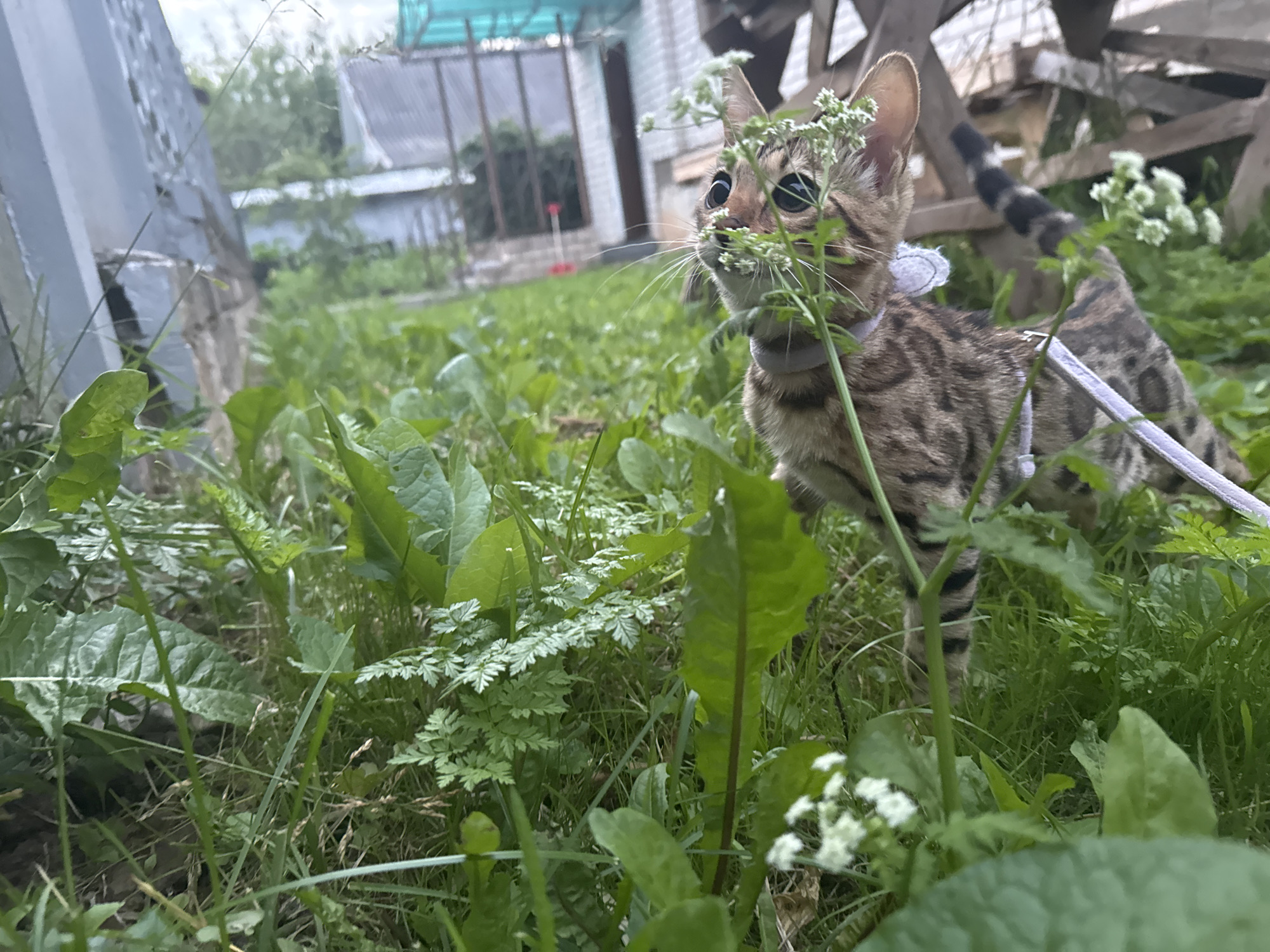 A Bengal kitten with brown and black tabby markings stands on a lawn covered in green grass and various plants, including some with small white flowers, in Rzhev, Russia. The kitten wears a light-colored collar and a harness with a purple leash attached. Its gaze is directed towards the right side of the frame, and its head is partially obscured by the foliage. In the background, a weathered wooden fence and a portion of a building with a corrugated metal roof are visible. The sky is overcast. The photograph is taken at a low angle, giving the impression that the viewer is at ground level.