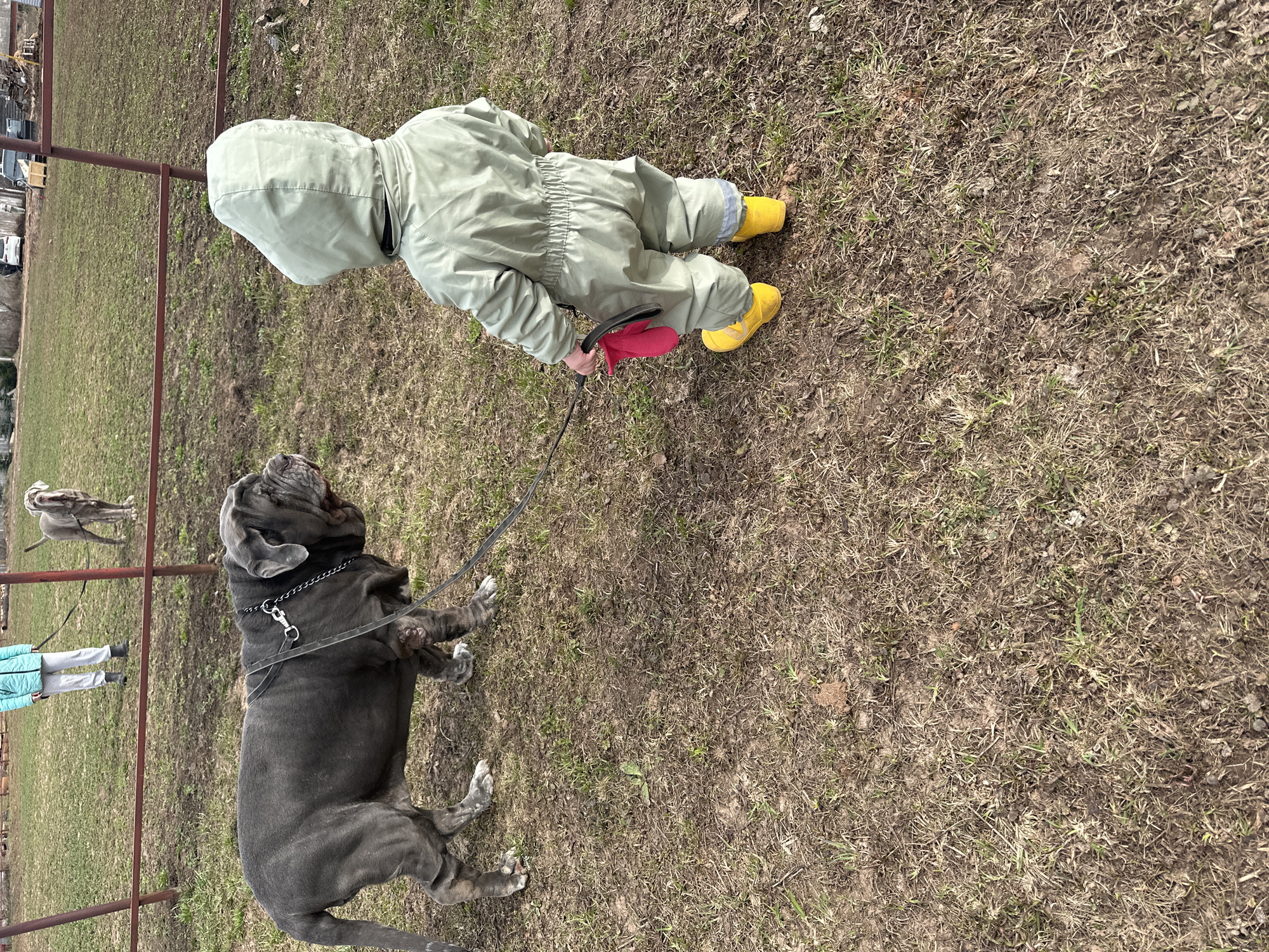 A child in a light green jumpsuit and yellow boots holds a dog leash attached to a large, gray Neapolitan Mastiff. They are standing on a grassy area with dry patches. A second Mastiff is in the background. The setting appears to be outdoors, near a metal fence, potentially in Ludorvay, Russia. Another person is visible in the background by the fence.