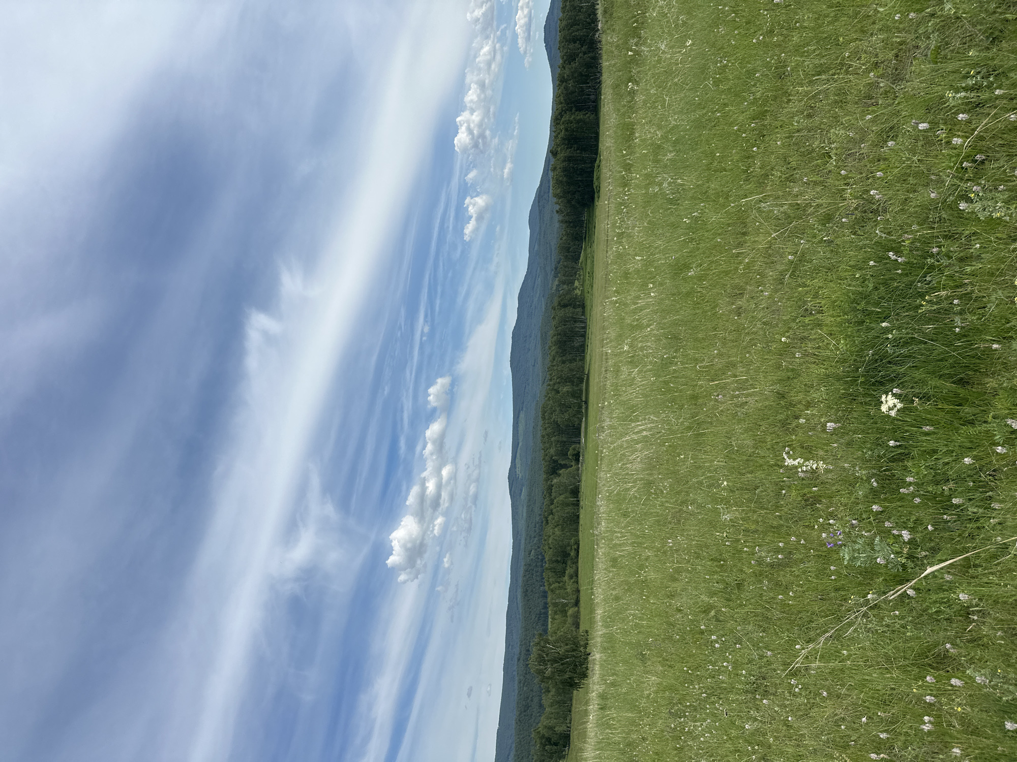 A wide shot captures a vast, green meadow under a sky filled with wispy white clouds and blue. In the foreground, tall grass with scattered white and purple wildflowers stretches across the field. A line of dark green trees marks the middle ground, with a single, prominent birch tree standing slightly to the left. Beyond the trees, a range of rolling, forested hills recedes into the distance, their peaks softened by a light haze. The overall scene depicts a serene, natural landscape on a clear day.