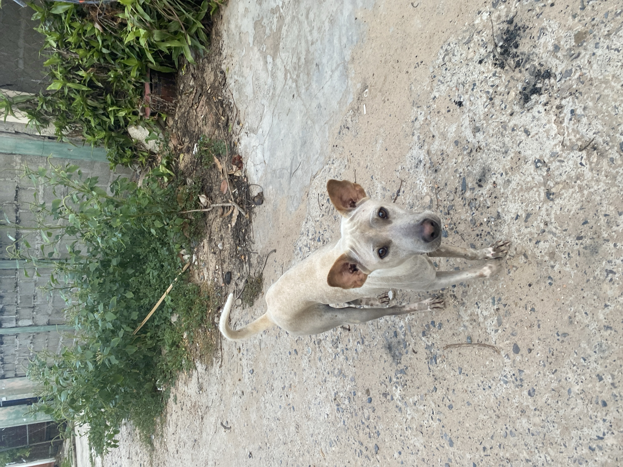 A light-colored dog with brown-tipped ears stands on a dusty, uneven concrete path in Mũi Né, Vietnam. The dog faces the camera, with its head slightly tilted and its eyes looking directly at the viewer. Its tail is curled upwards. To the left of the path, a dense patch of green vegetation grows against a grey concrete block wall. To the right, more lush green plants and some dried debris are visible. The overall scene suggests an outdoor, somewhat unkempt environment in a coastal town.
