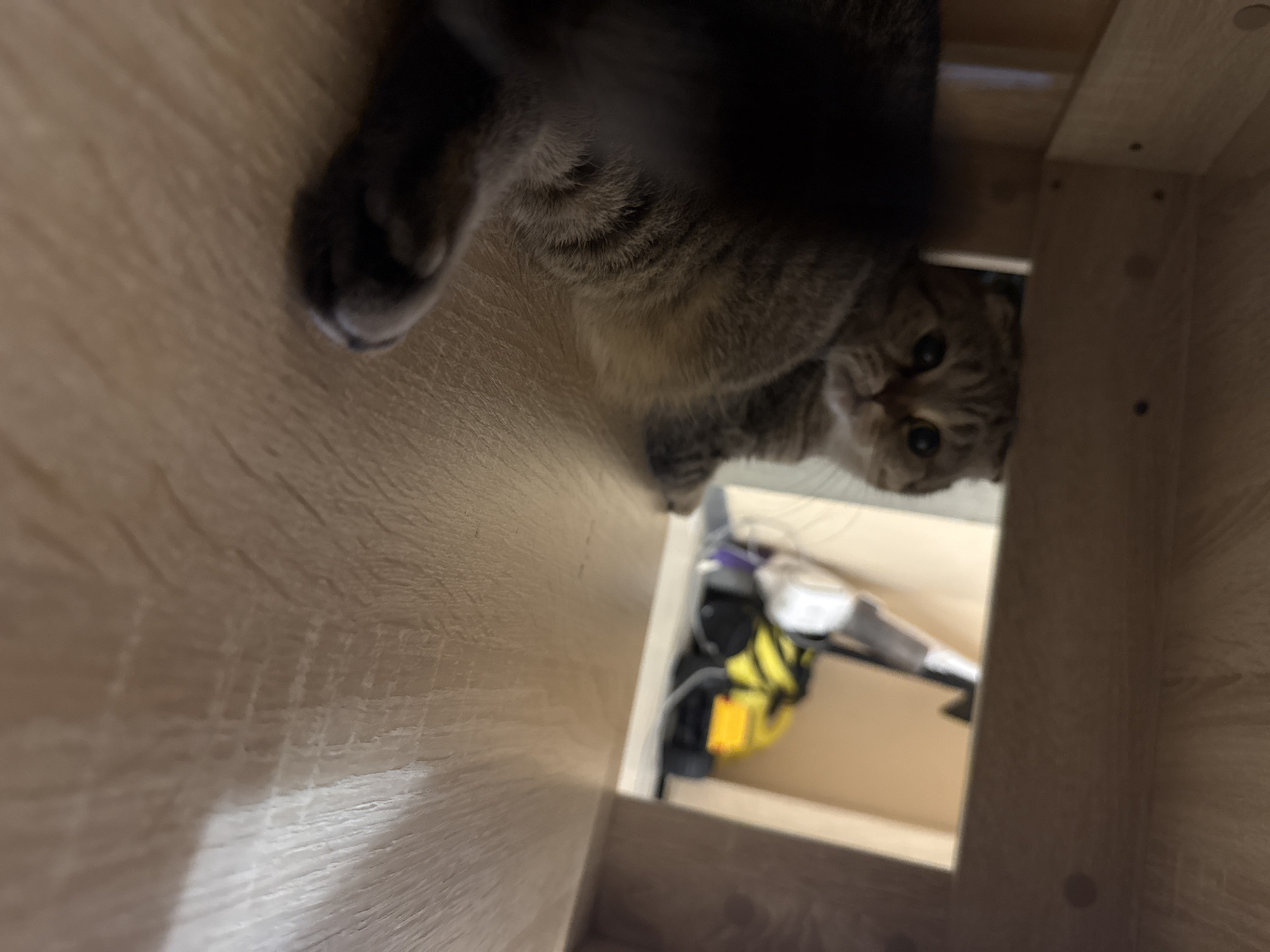 An overhead shot captures a curious tabby cat peering down into a wooden enclosure, likely a cabinet or shelf, from a unique low-angle perspective. The cat, possibly a Scottish Fold or British Shorthair given its features, is the central subject, with its face, eyes, and one paw prominently visible as it looks directly at the camera. Its fur is a mix of brown and grey tones with distinct tabby markings.
The immediate foreground and much of the framing consist of light-colored wooden surfaces, suggesting furniture. In the background, past the cat and within a deeper part of the enclosure, household items can be seen, including what appears to be a handheld vacuum cleaner and other stored objects. The setting is indoors, characteristic of a home environment. The cat's wide, dark eyes convey a sense of curiosity and engagement with the viewer. No people or visible text are present in the image. The scene takes place in Tobolsk, Russia.