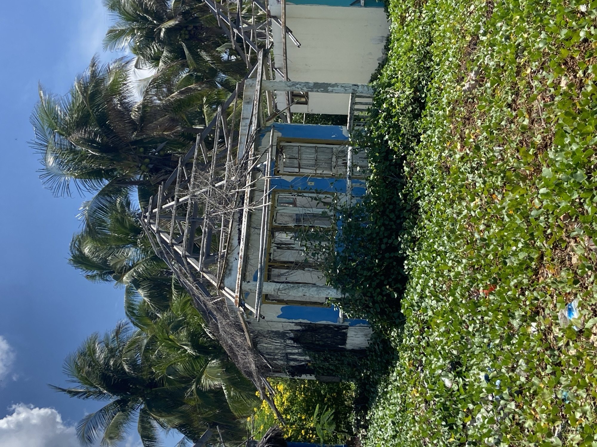 This image depicts the exterior of a dilapidated building in a tropical, coastal setting. The building appears to be abandoned and in a state of decay, with its roof structure exposed and walls peeling. Palm trees with lush green fronds surround the building, some growing close to it, suggesting a warm climate. In the foreground, a thick carpet of green ground cover, likely a beach vine, covers the area, with some plastic litter visible among the foliage. The sky is a clear blue, with a few white clouds, indicating fair weather, likely daytime. The overall impression is one of neglect and nature reclaiming a man-made structure. The setting appears to be a beach or a coastal area, consistent with the presence of palm trees and ground cover commonly found in such environments. There is no text visible in the image.