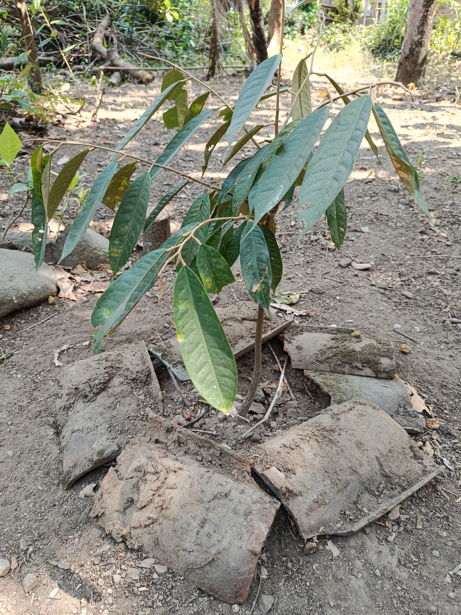 A young tree, possibly a durian sapling, stands in the dry, dusty soil of Kemiri, Indonesia. The sapling has a thin, brown trunk and a few branches adorned with elongated, dark green leaves, some showing signs of yellowing or damage. The base of the tree is surrounded by several broken, curved pieces of terracotta roofing tile, arranged in a rough circle. These tiles are weathered and covered in dust and dirt. In the background, sunlight filters through the foliage of other trees, casting shadows on the ground. The environment appears arid, with scattered dry leaves and small stones on the earth. There are no people or animals visible in the scene.
