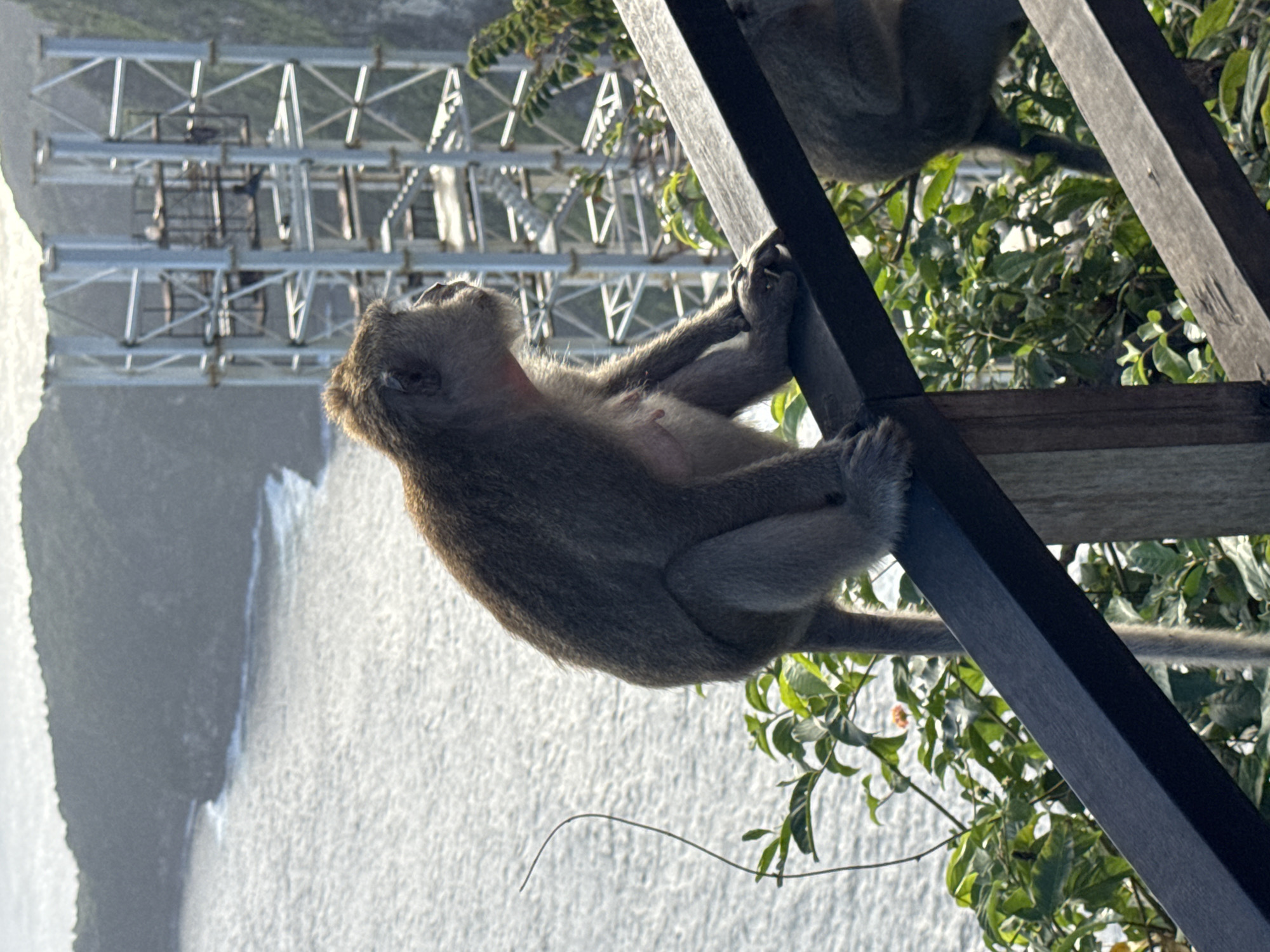 In Nusa Penida, Indonesia, a monkey sits on a dark wooden railing overlooking a body of water with a coastal cliff in the background. The monkey is facing to the right, with its body in profile. The water is choppy, and there are waves crashing against the shore. A large, metallic structure with a lattice design stands on the cliff face behind the monkey. Lush green foliage is visible around the railing and in front of the structure.