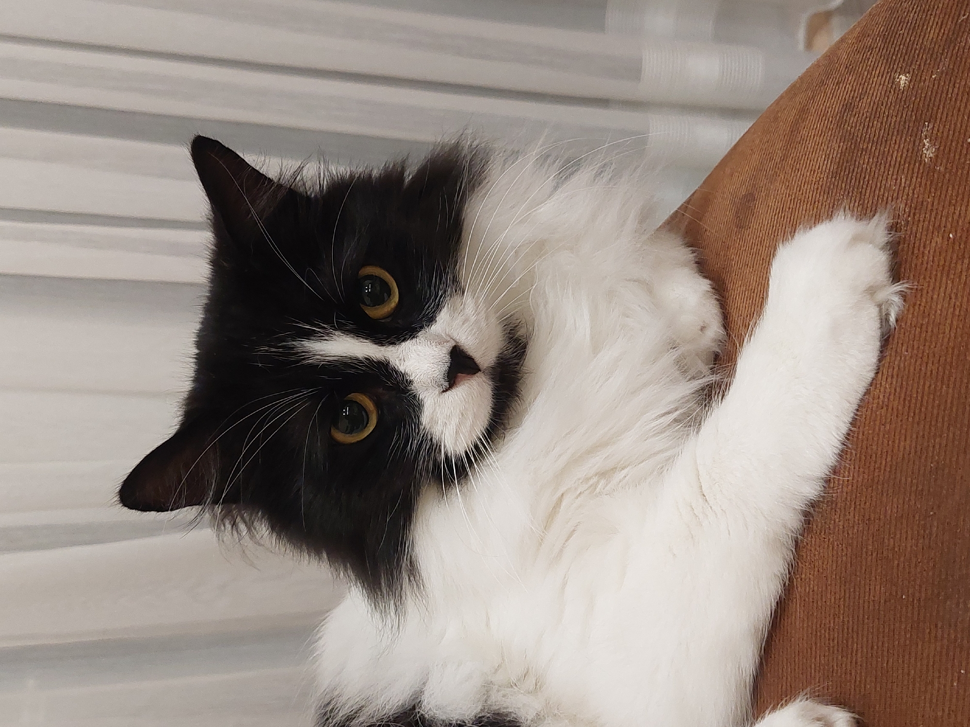 A black and white cat is lying on a brown surface. The cat has golden eyes and is looking up and to the left. Its paws are visible, clinging to the surface. The background is blurred and appears to be a curtain. There is no indication of the location being Plovdiv, Bulgaria.