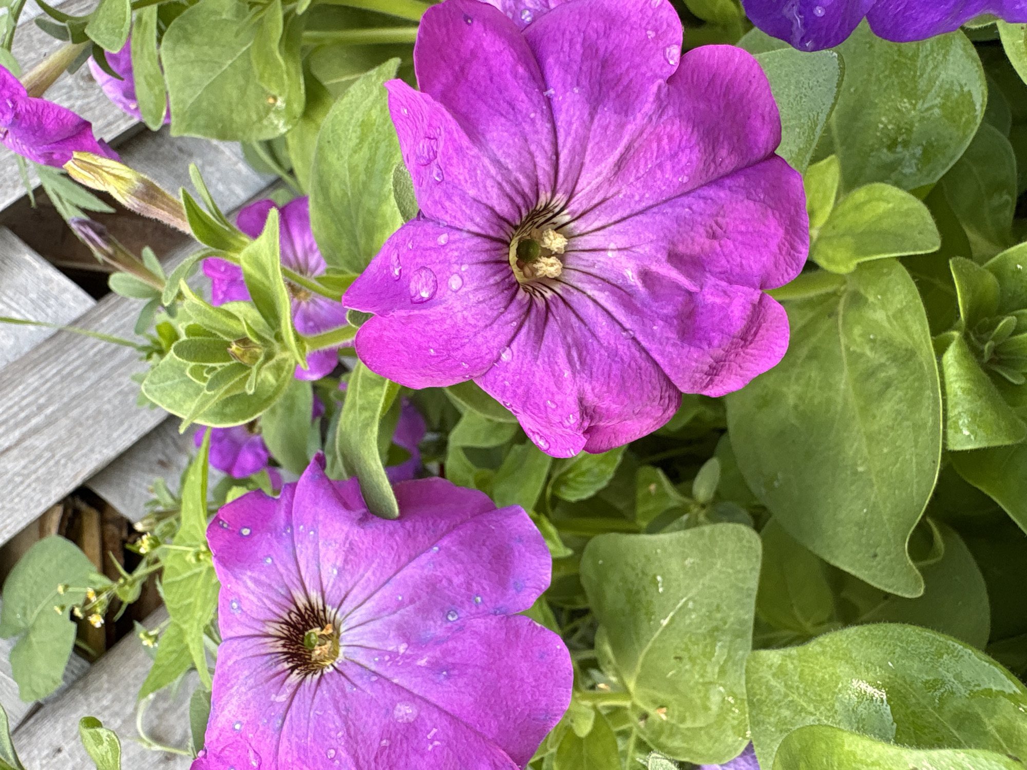 This is a close-up, eye-level, outdoor shot of two bright purple petunias with water droplets on their petals, likely from recent rain or dew. The flowers are in focus, with their trumpet-like shapes and dark centers clearly visible. Vibrant green leaves surround the flowers, some also showing water droplets. In the background, a weathered wooden lattice fence provides a textured backdrop. A small bud of a petunia is also visible, along with hints of other purple flowers. The scene suggests a garden setting in Ветлужский, Russia, possibly after a rainfall. There are no people or animals present in the image.